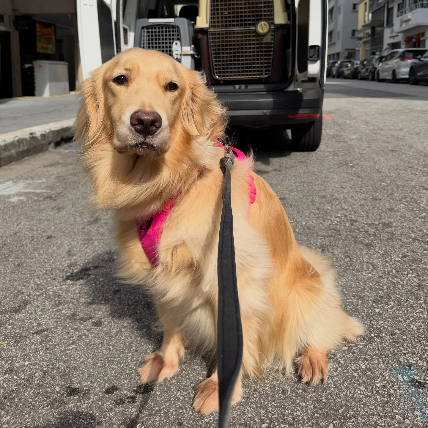 When you&rsquo;re with a goldie and all he wants is to please you ❤️🐶 #pawpledge #pettaxisg #pettransportsg #goldenretriever #sgpettaxi @paddingtonbay