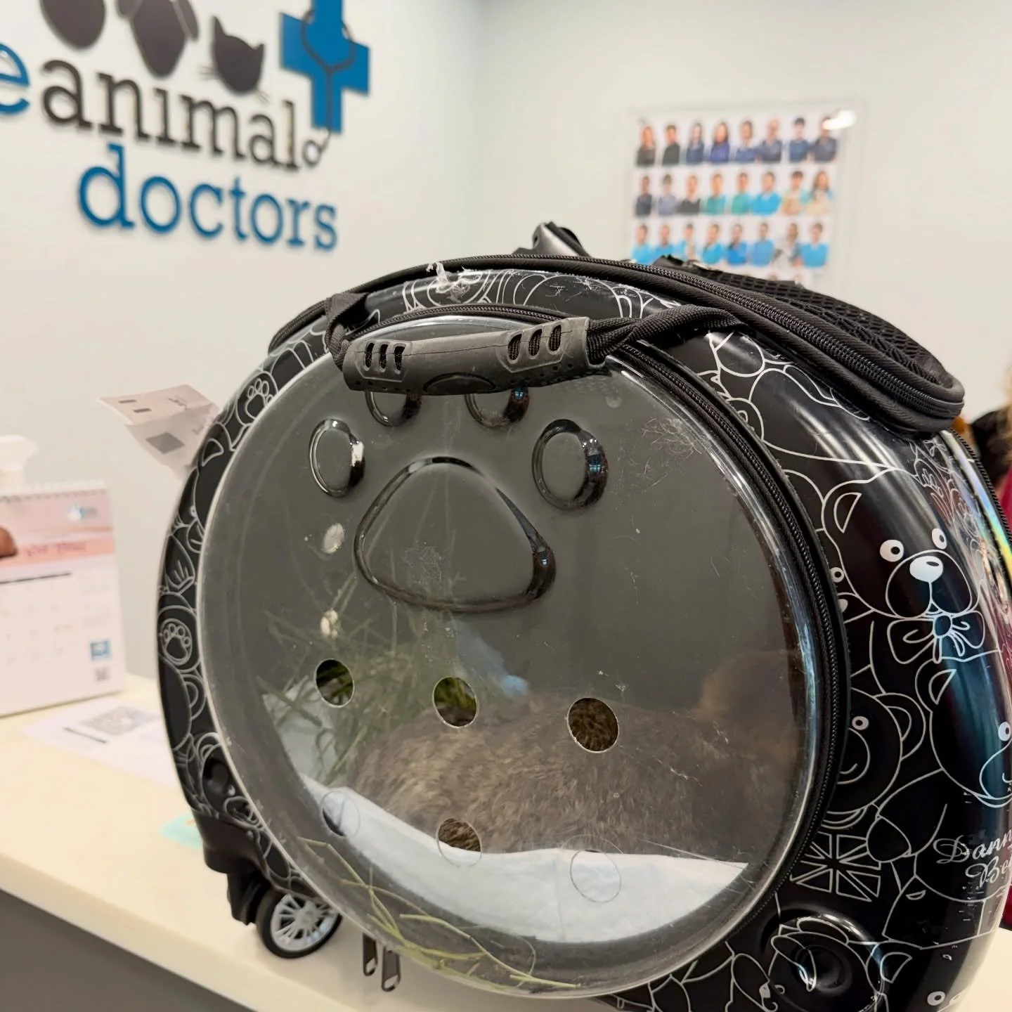 Vet run for this little bunny, human not required 🐾🐰 #pawpledge #pettaxisg #pettransportsg #rabbit #sgpettaxi