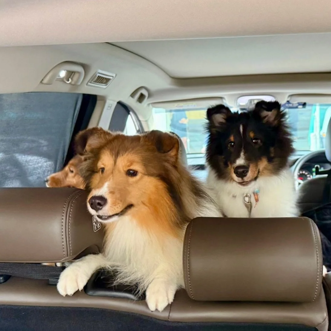 Three Shelties, one competition destination🏆🐾 #pawpledge #pettaxisg #pettransportsg #shelties