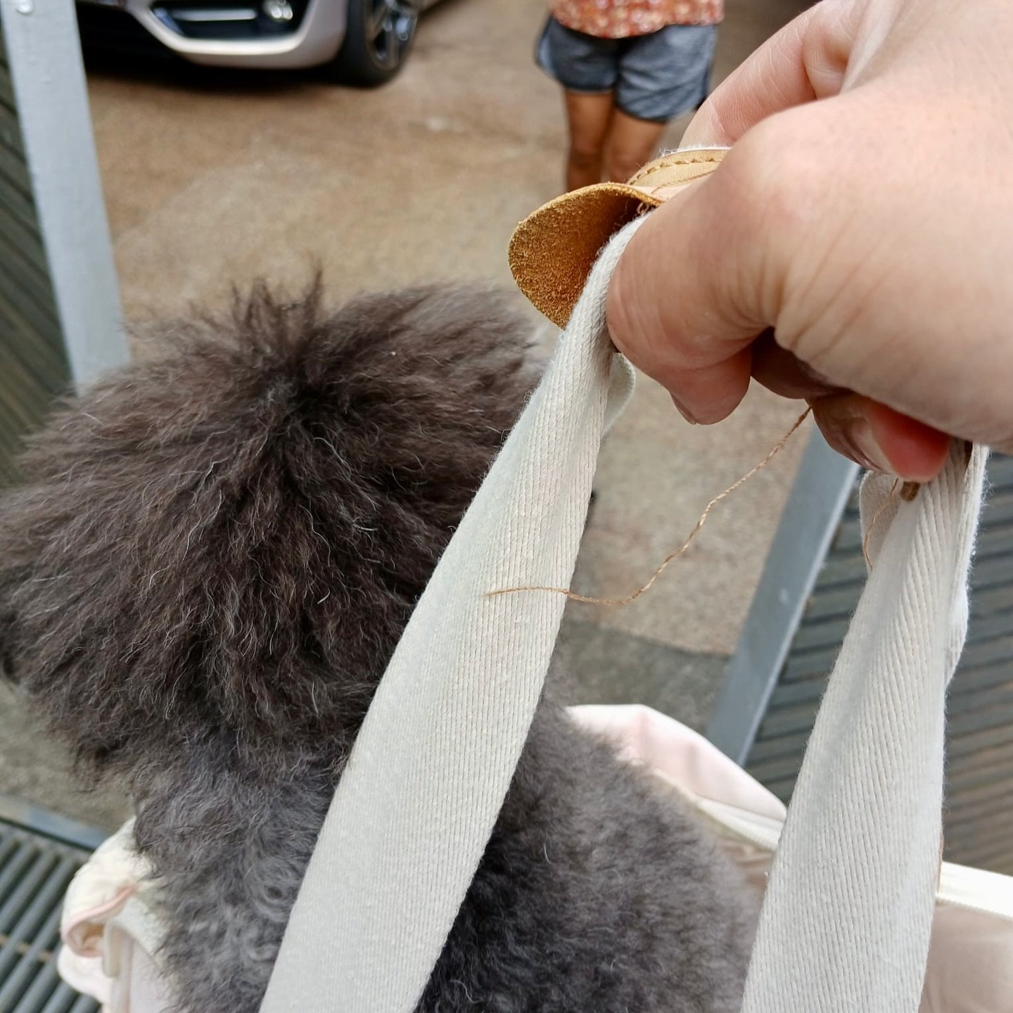 Small passenger, premium handling 🐾 #pawpledge #pettaxisg #pettransportsg #ridewithpawpledge #sgpettaxi