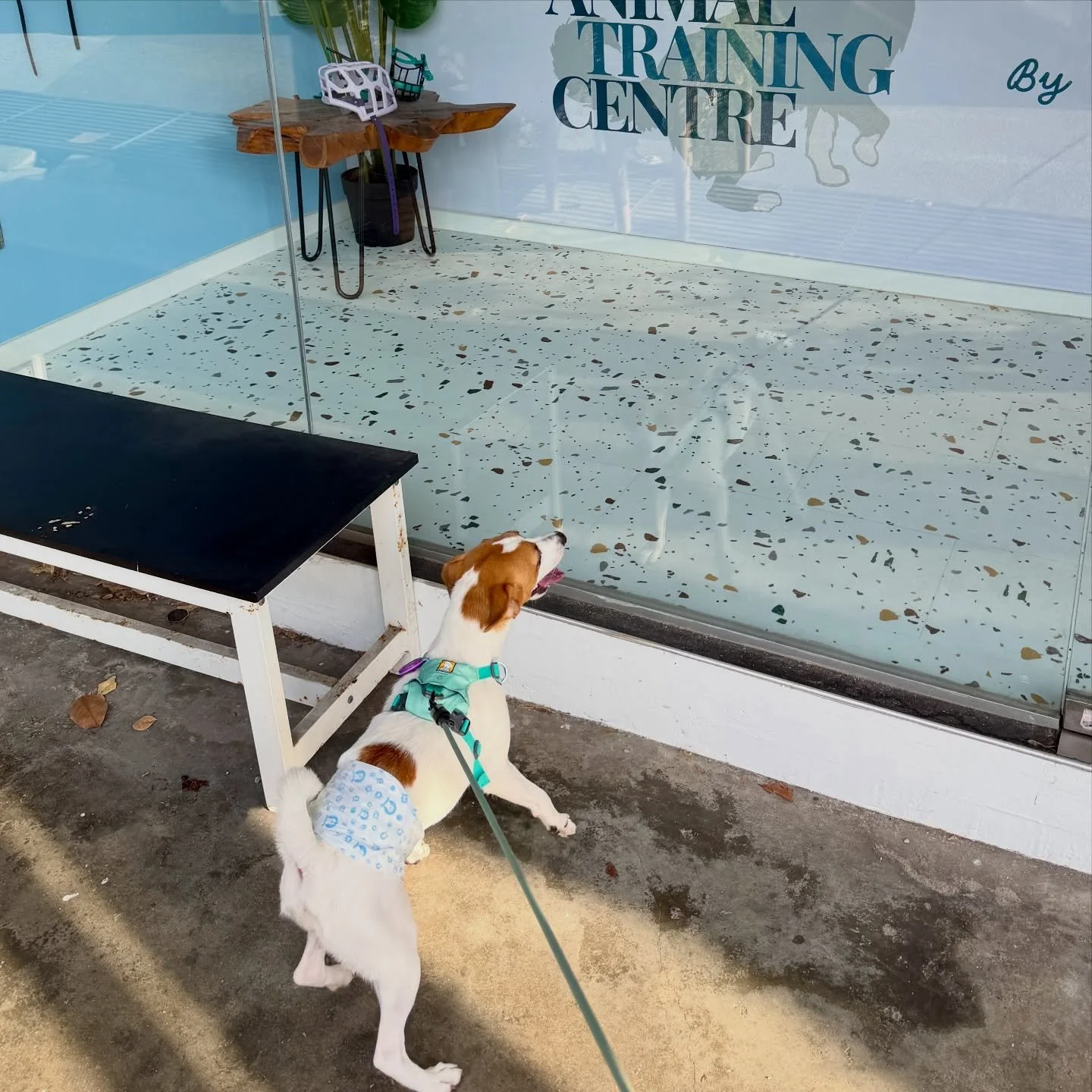 Tiny student, big energy. Jack Russell Terrier off to school 🐾🐶 #pawpledge #pettaxisg #pettransportsg #jackrussell #sgpettaxi @petcoach.sg