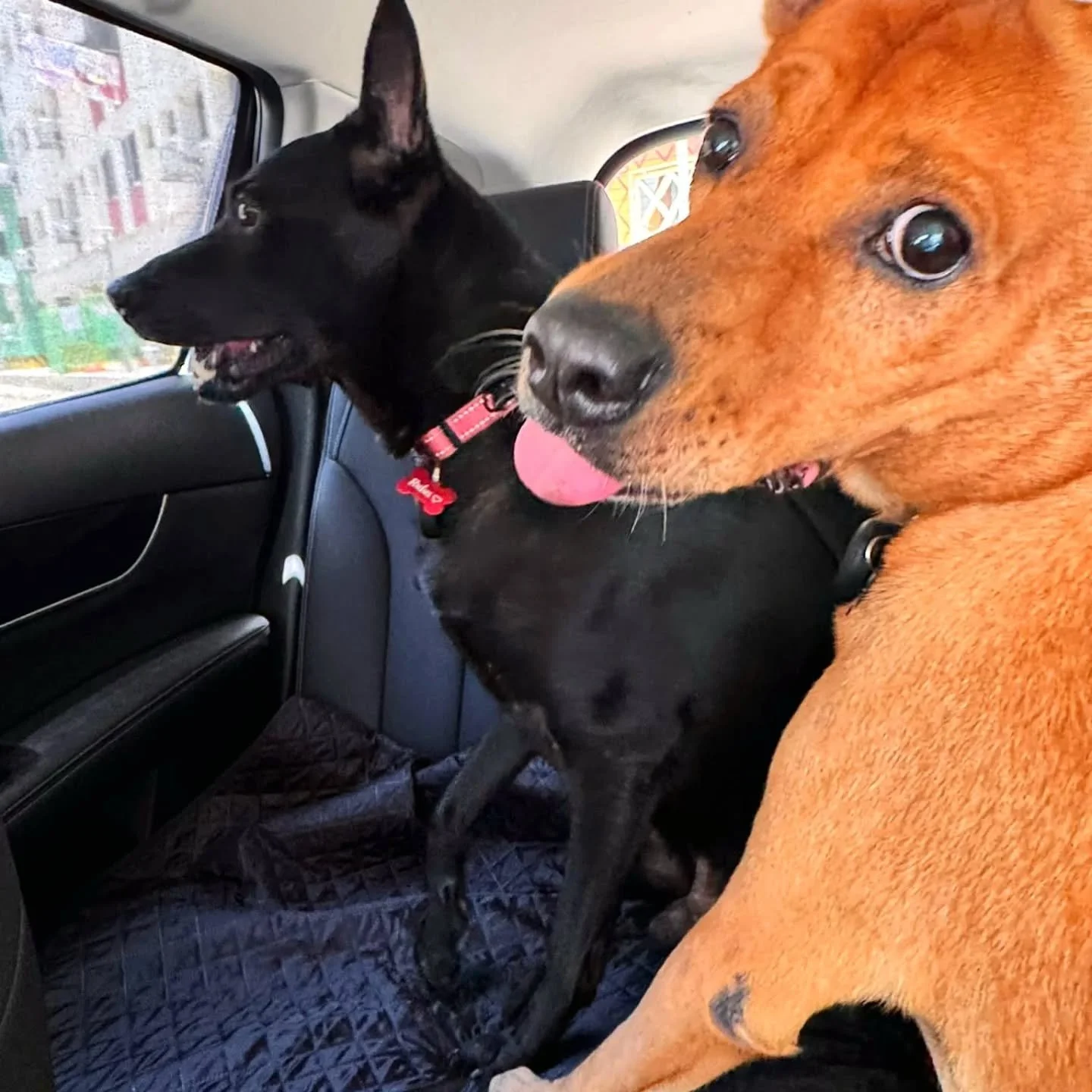 Double #singaporespecial,double the fun 😁🐾 #pawpledge #pettaxisg #pettransportsg #sgpettaxi