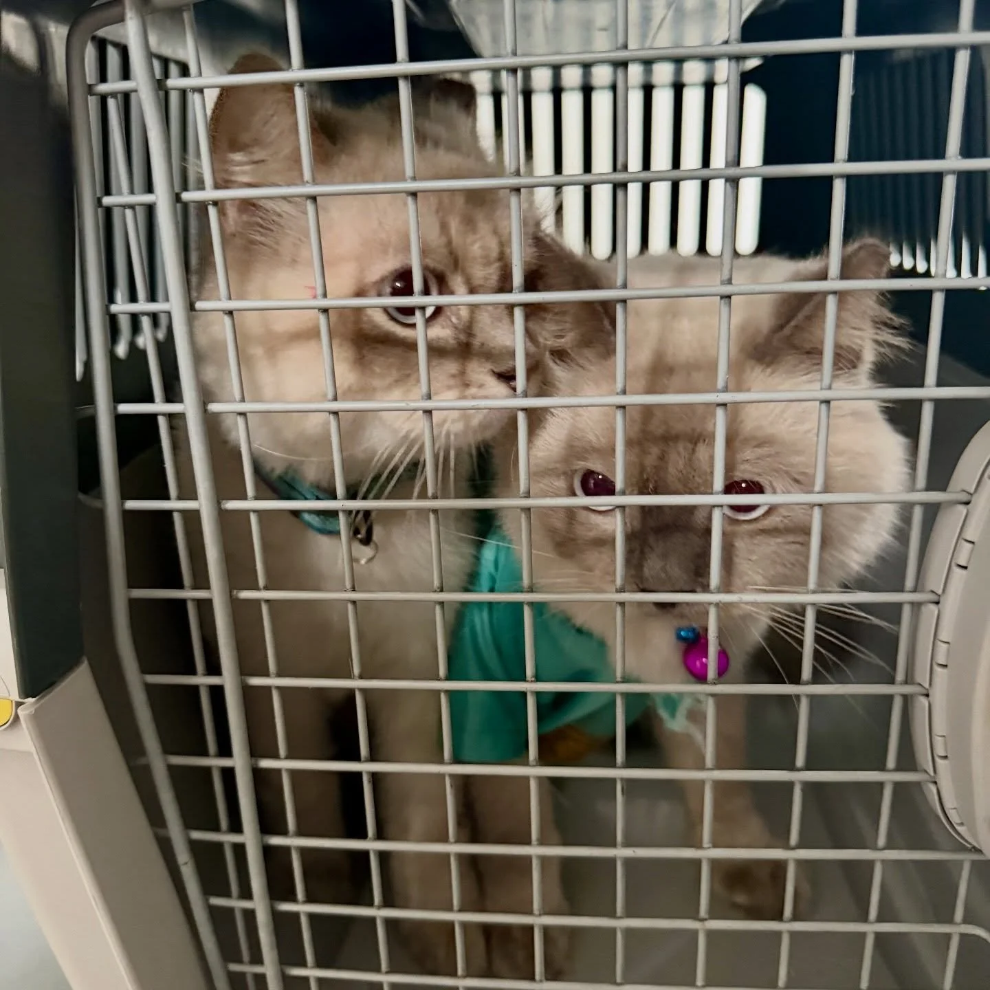 When the parent&rsquo;s busy, we step in. Vet visit done 🐈💉 #pawpledge #pettaxisg #pettransportsg #ridewithpawpledge #vetvisit