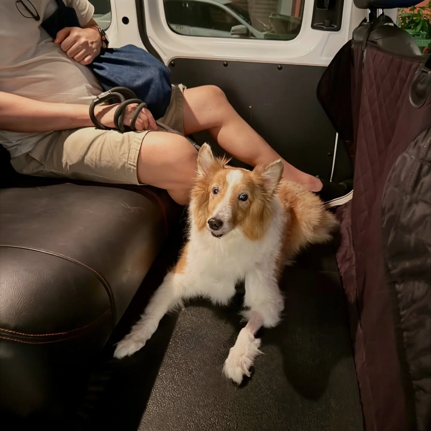 Emergency call, after dark - Shetland 宝贝on the way to surgery🌙🐾 @landonvetspecialists #pawpledge #pettaxisg #pettransportsg #shetlandsheepdog #sgpettaxi