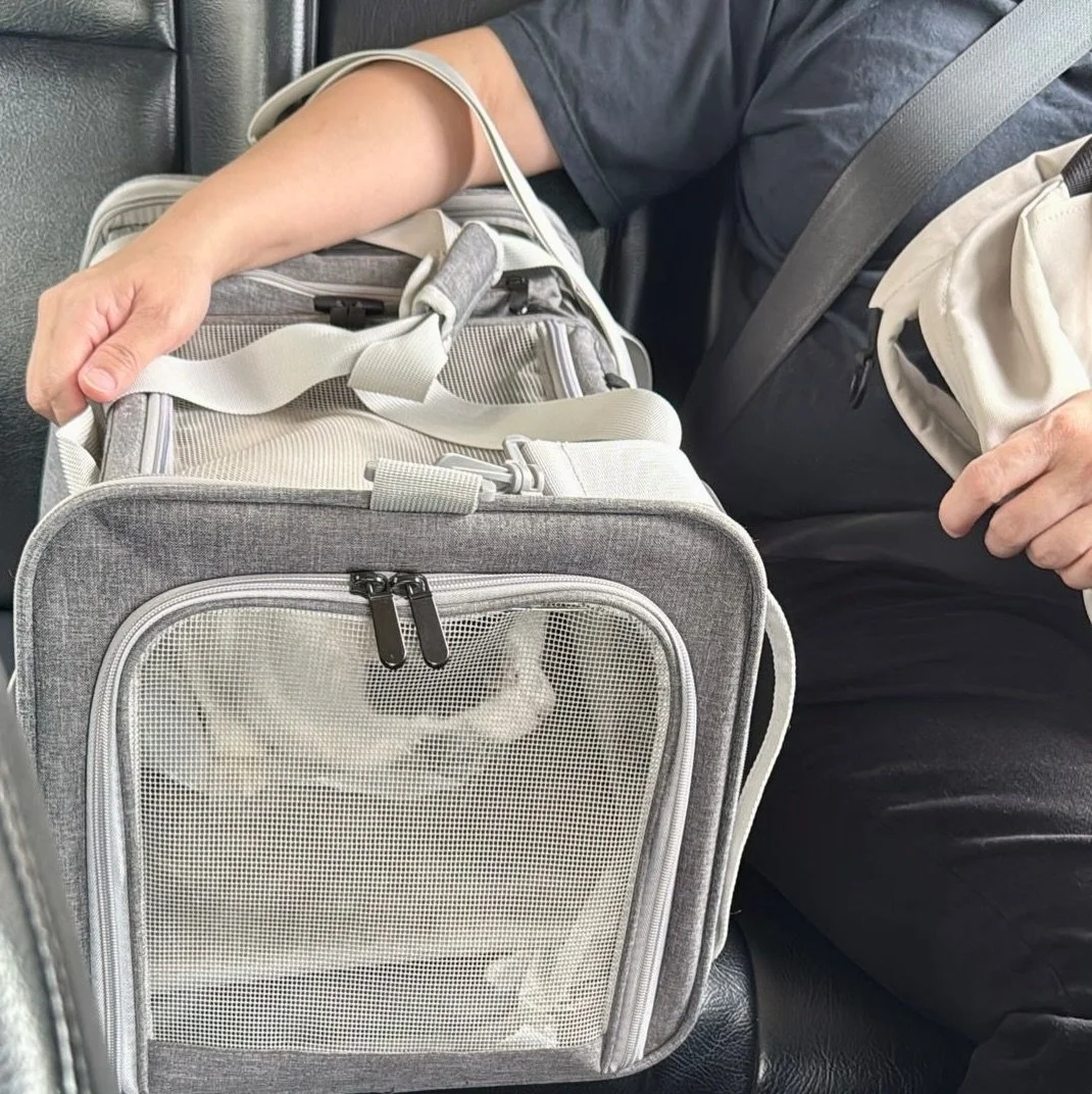 Vet visit with parent - comfort comes first 🐈🐾 #pawpledge #pettaxisg #pettransportsg #sgpettaxi #ridewithpawpledge @awrcsingapore