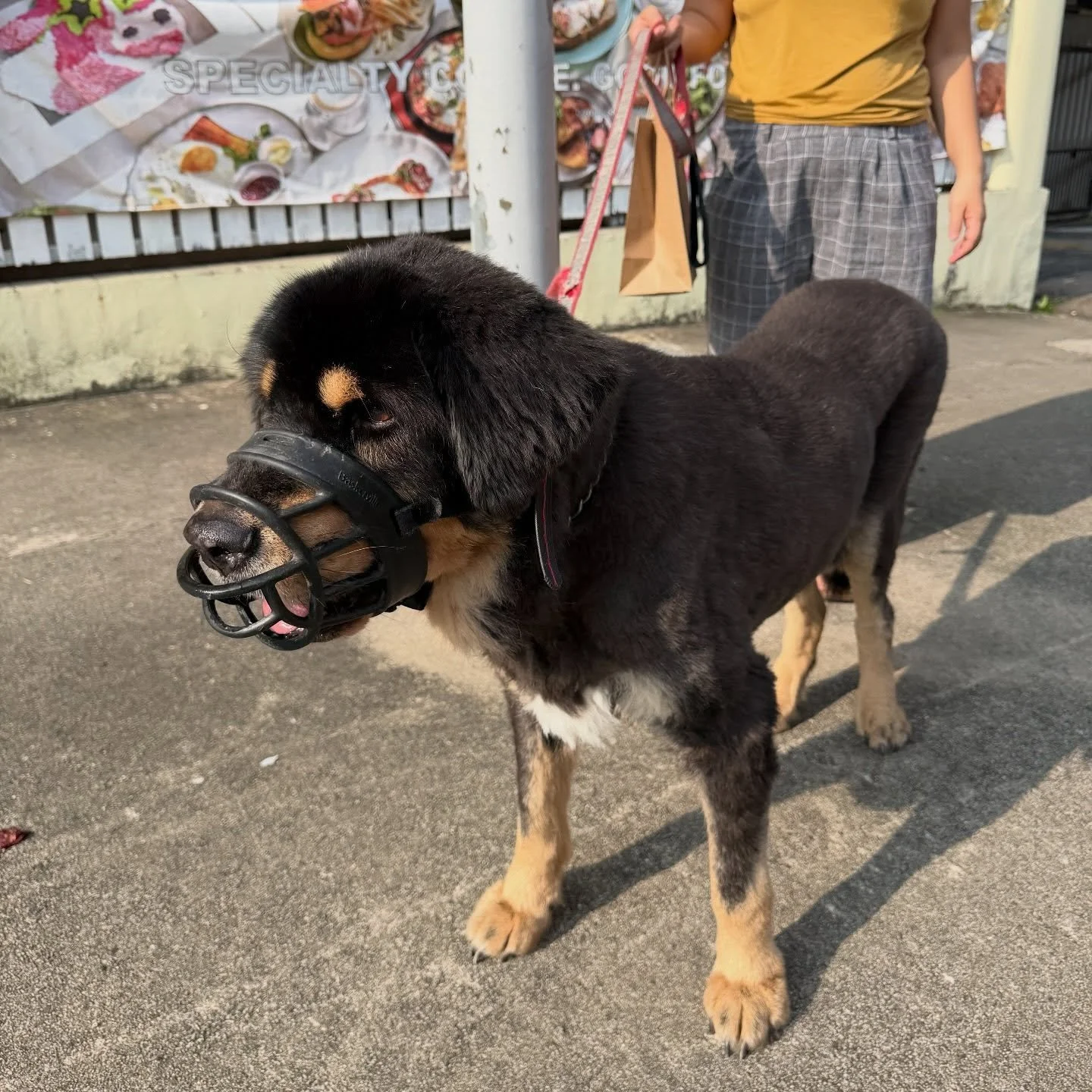 Meet Tiny the Tibetan Mastiff - heading to the vet and on the road to recovery 🐶💛 #pawpledge #pettaxisg #pettransportsg #calmride #tibetanmastiff