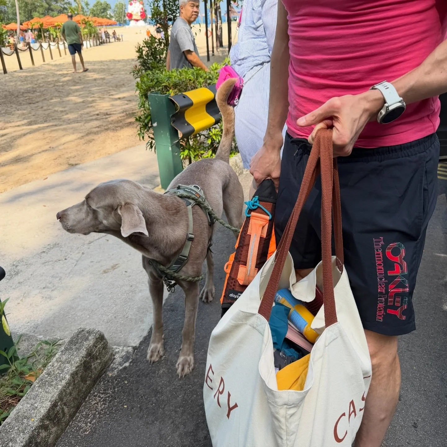 Weekend by the beach- paws in the sand 🌊🏖️#pawpledge #pettaxisg #pettransportsg #weimaraner @tanjongbeachclub
