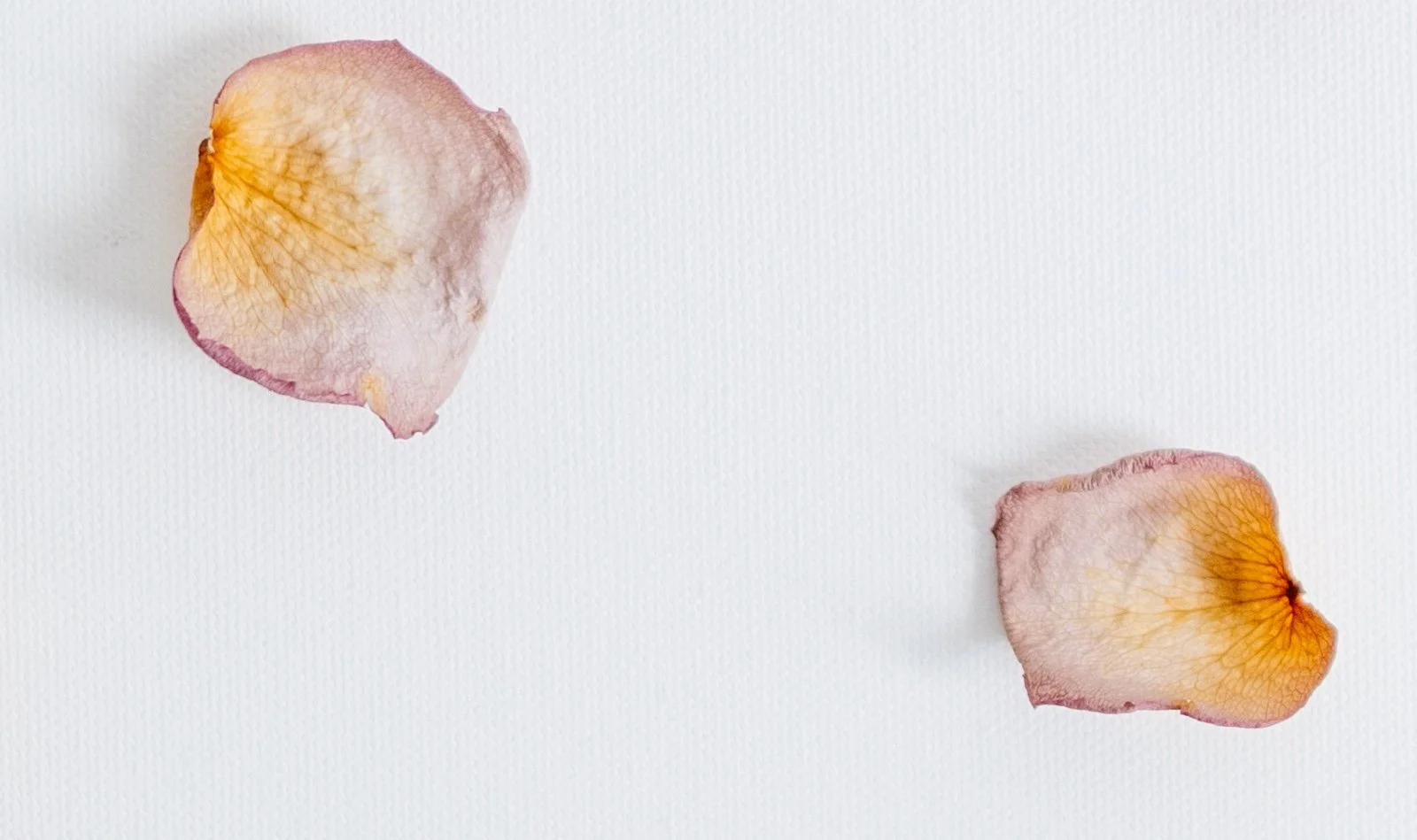 Two dried rose petals with pink edges and yellow centers on a white textured background.