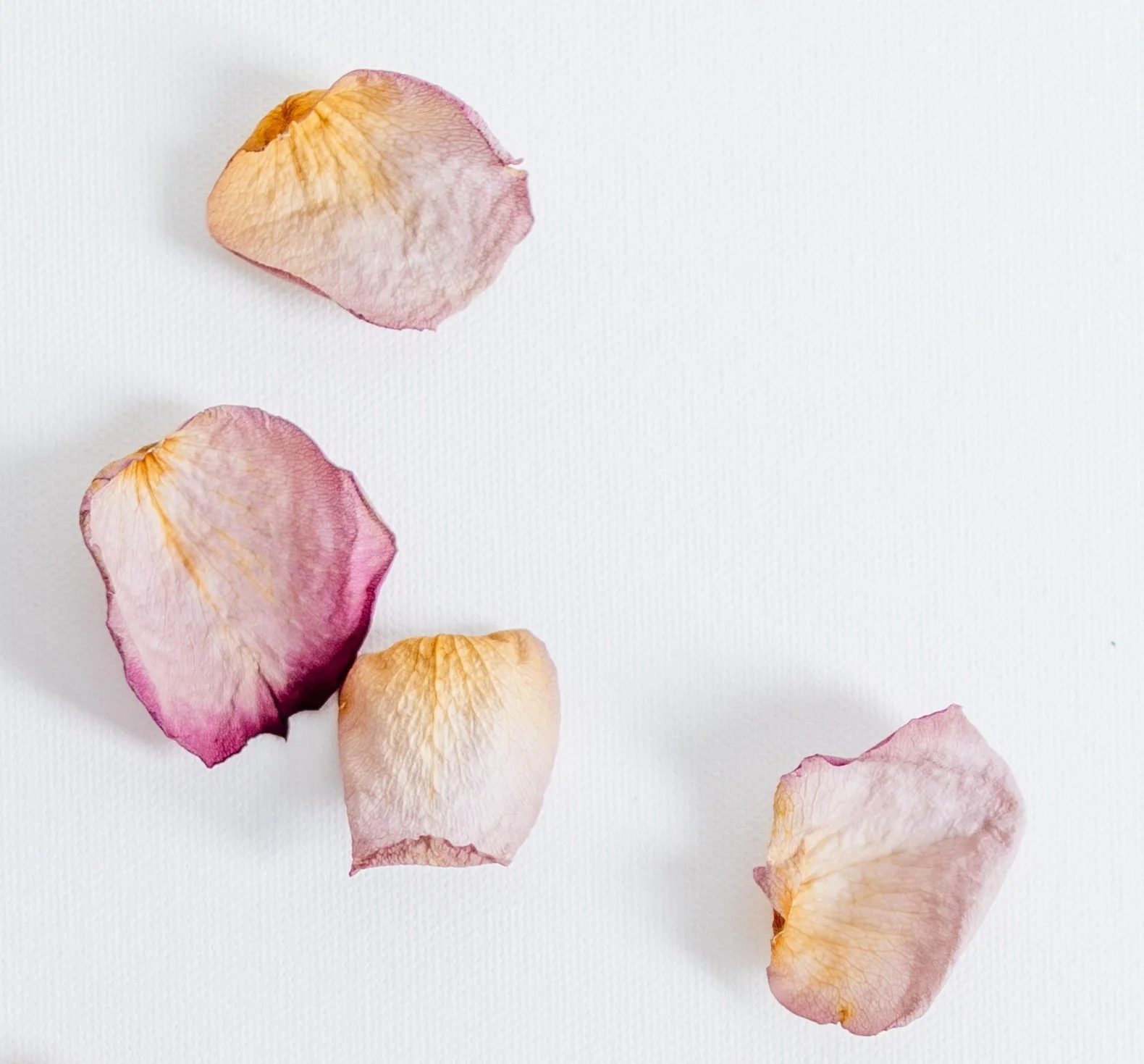 Scattered dried pink and yellow rose petals on a white surface.