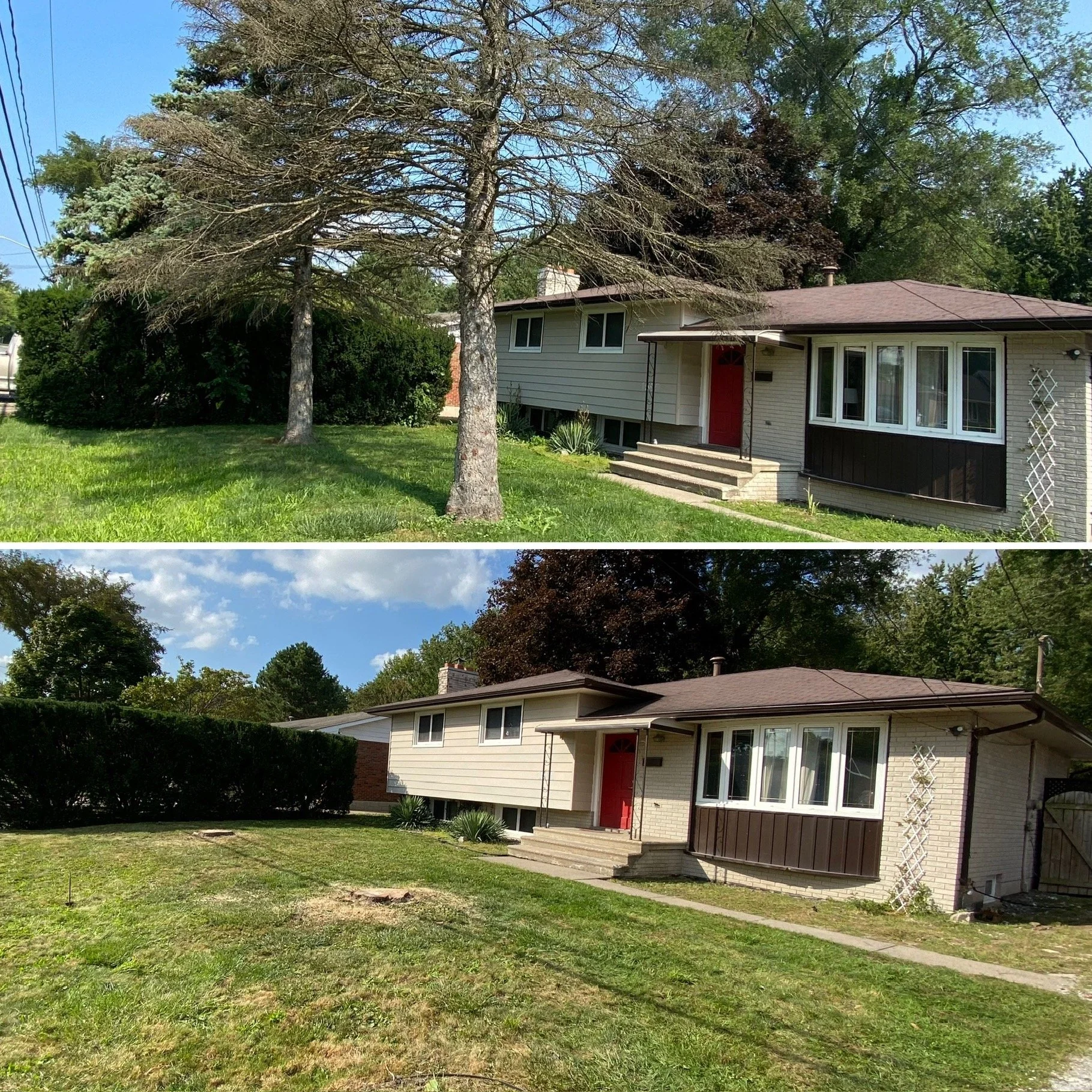 Dead tree removal and disposal