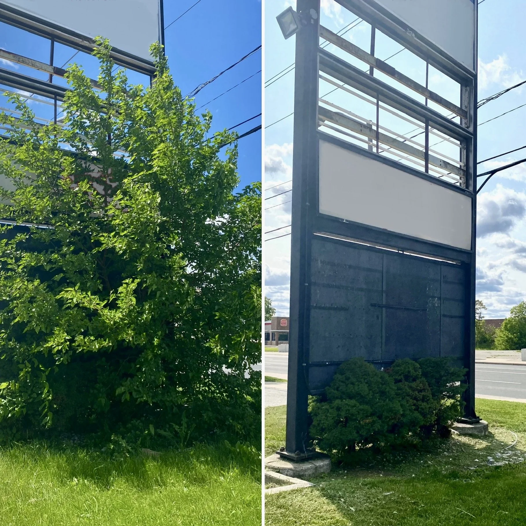 Commercial clean up and trimming 