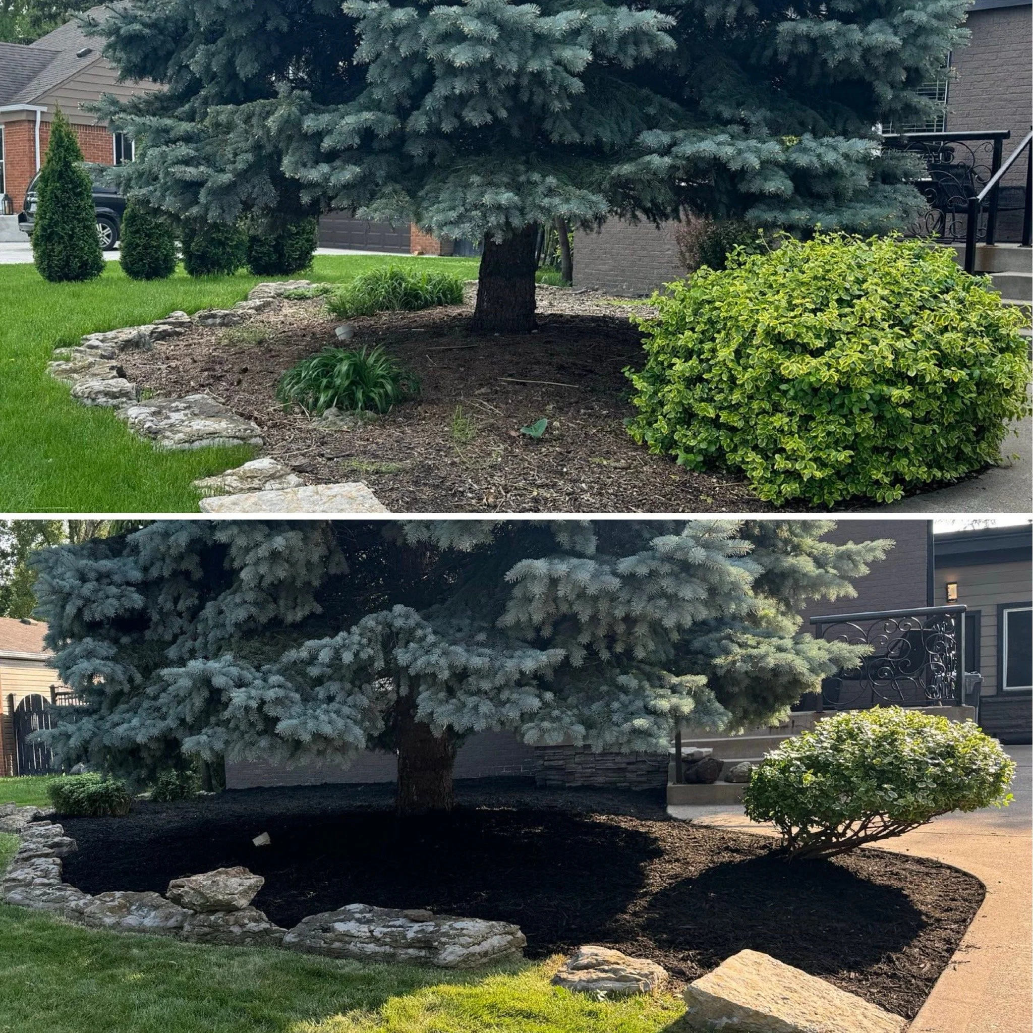 Remulching and trimming 