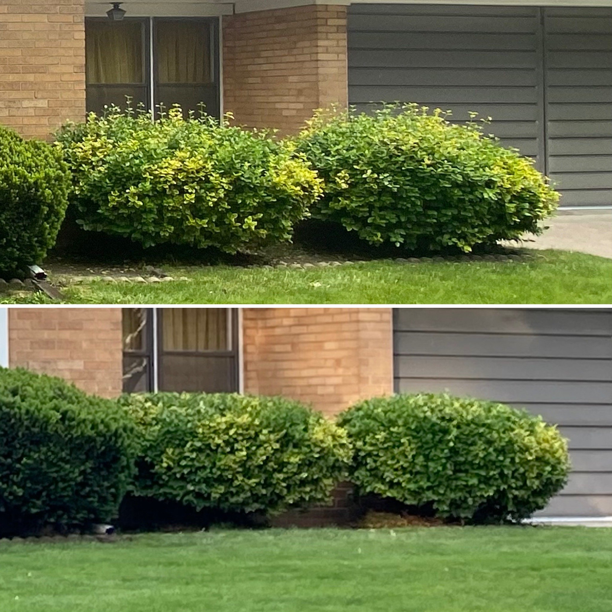 Shrub Trimming
