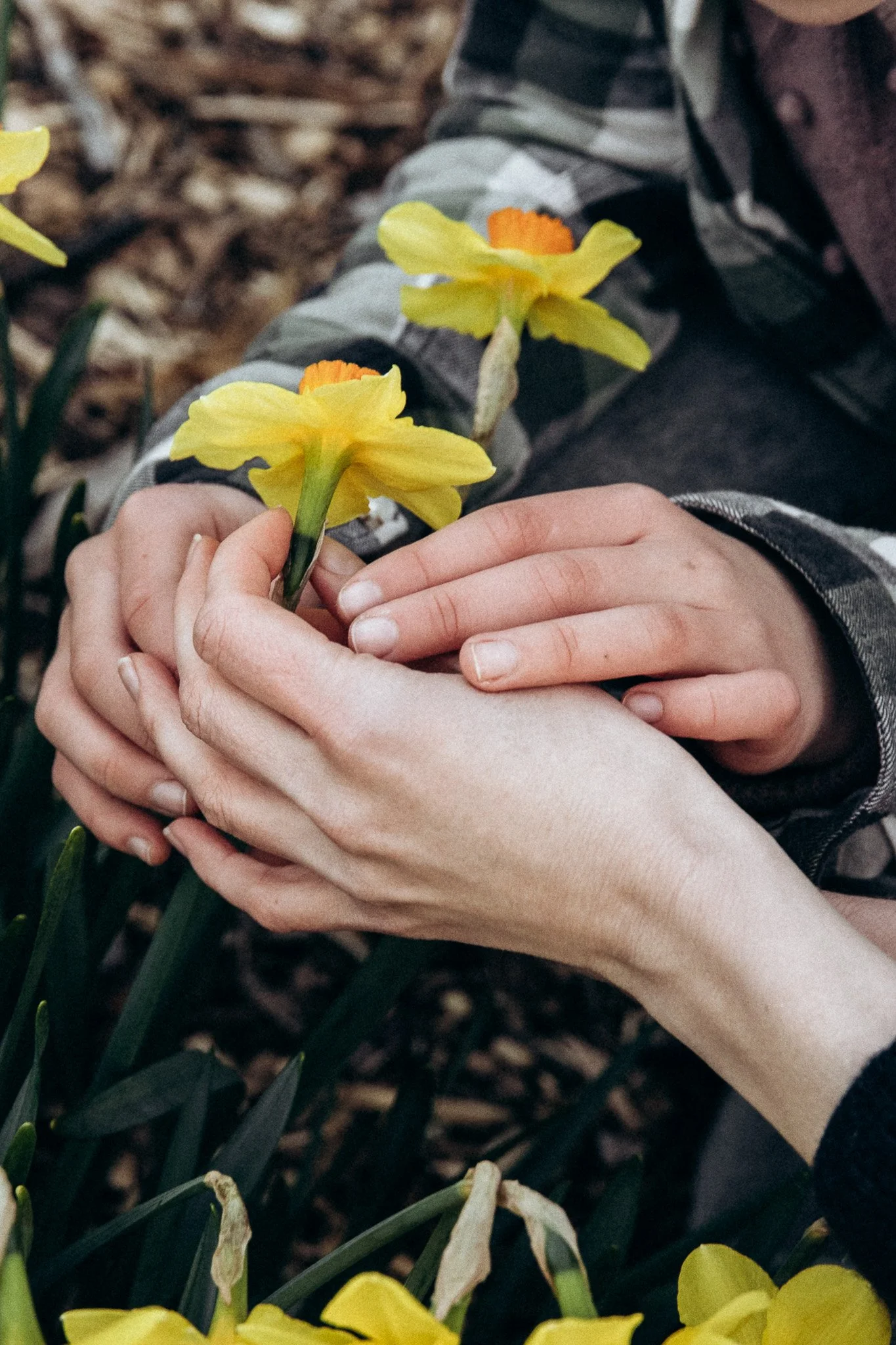 Two hands gently holding a yellow daffodil flower in a garden setting.