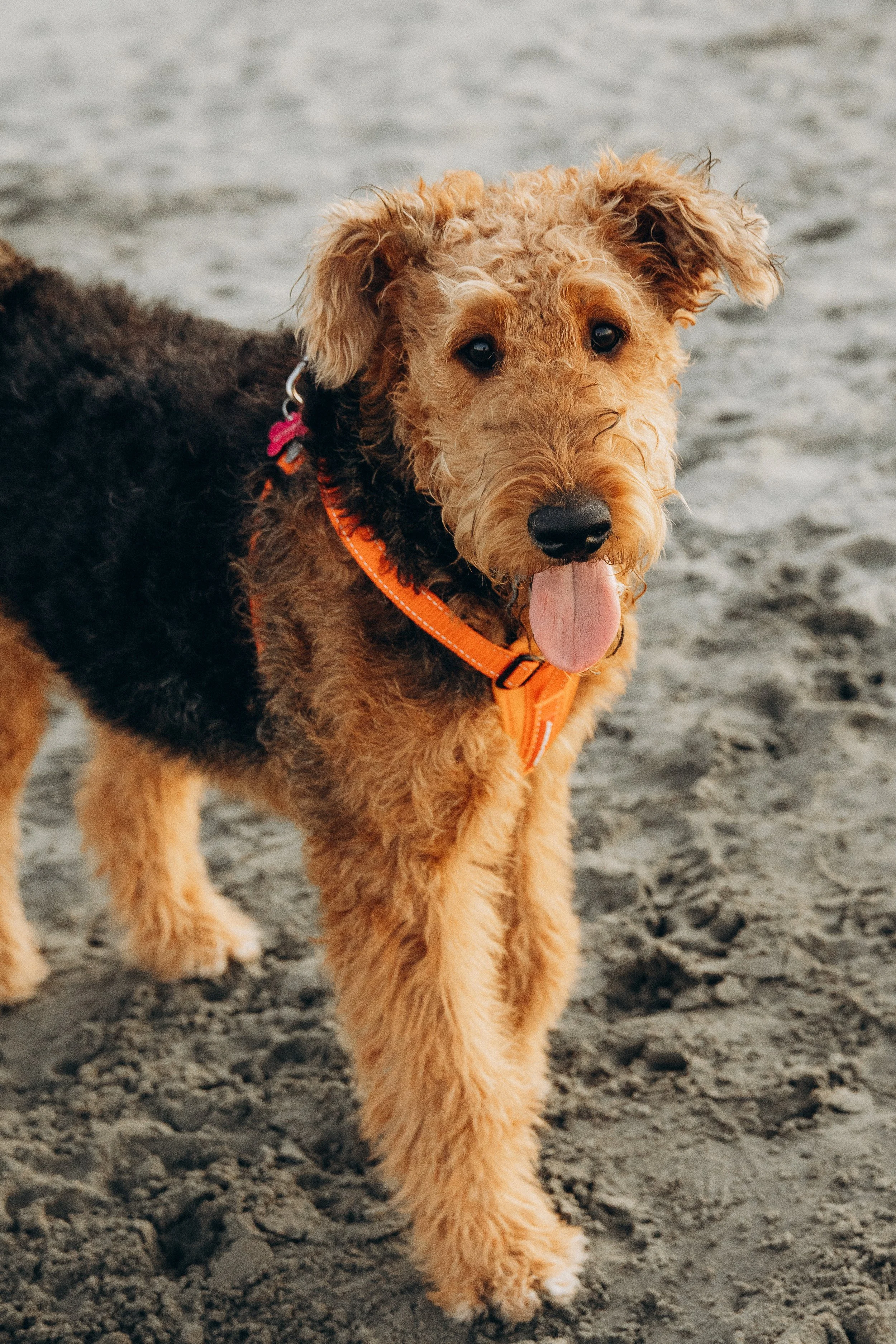 Airedale Terrier dog on a sandy beach with an orange harness.