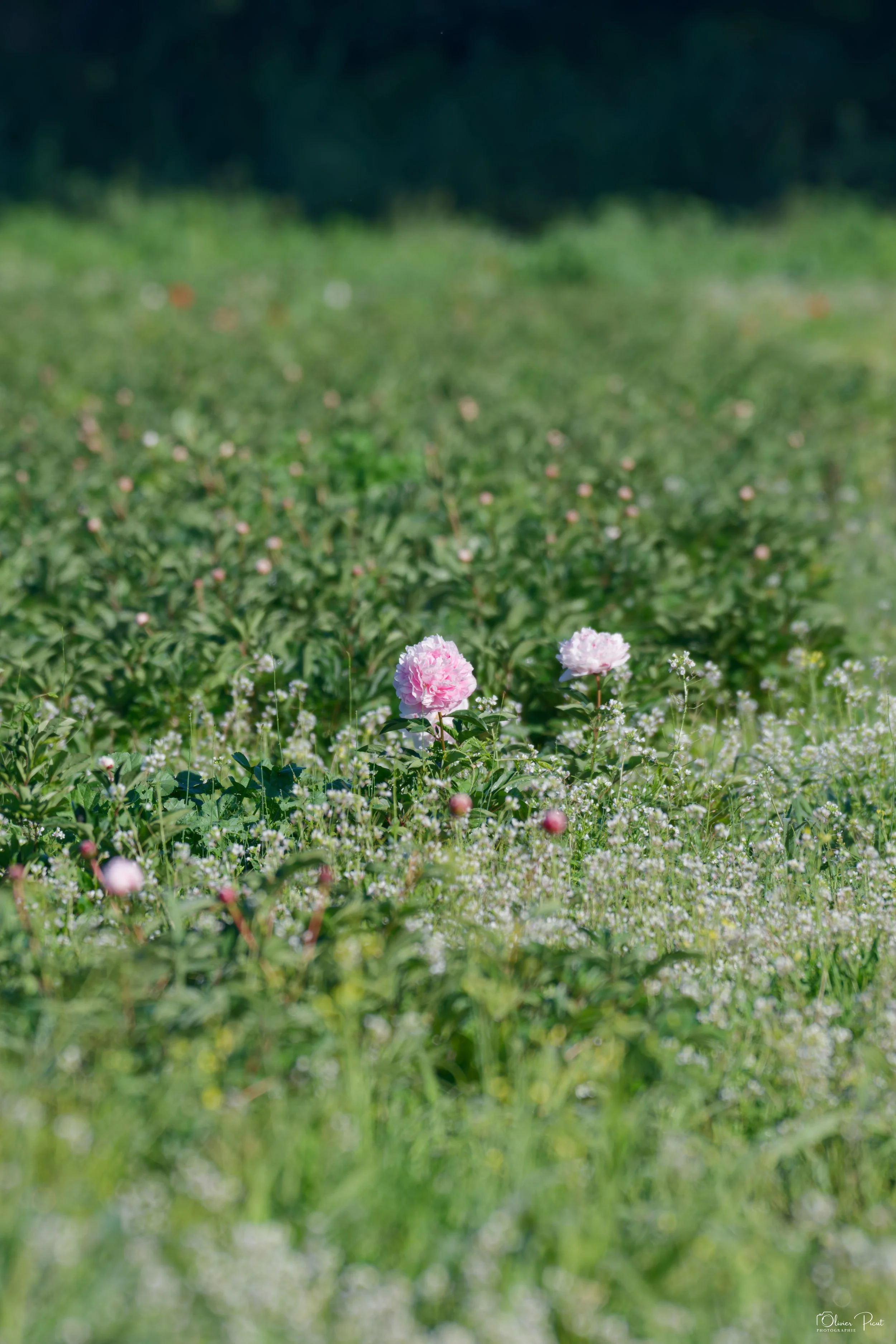 Pivoine, fleur, Var, horticulture, Evenos