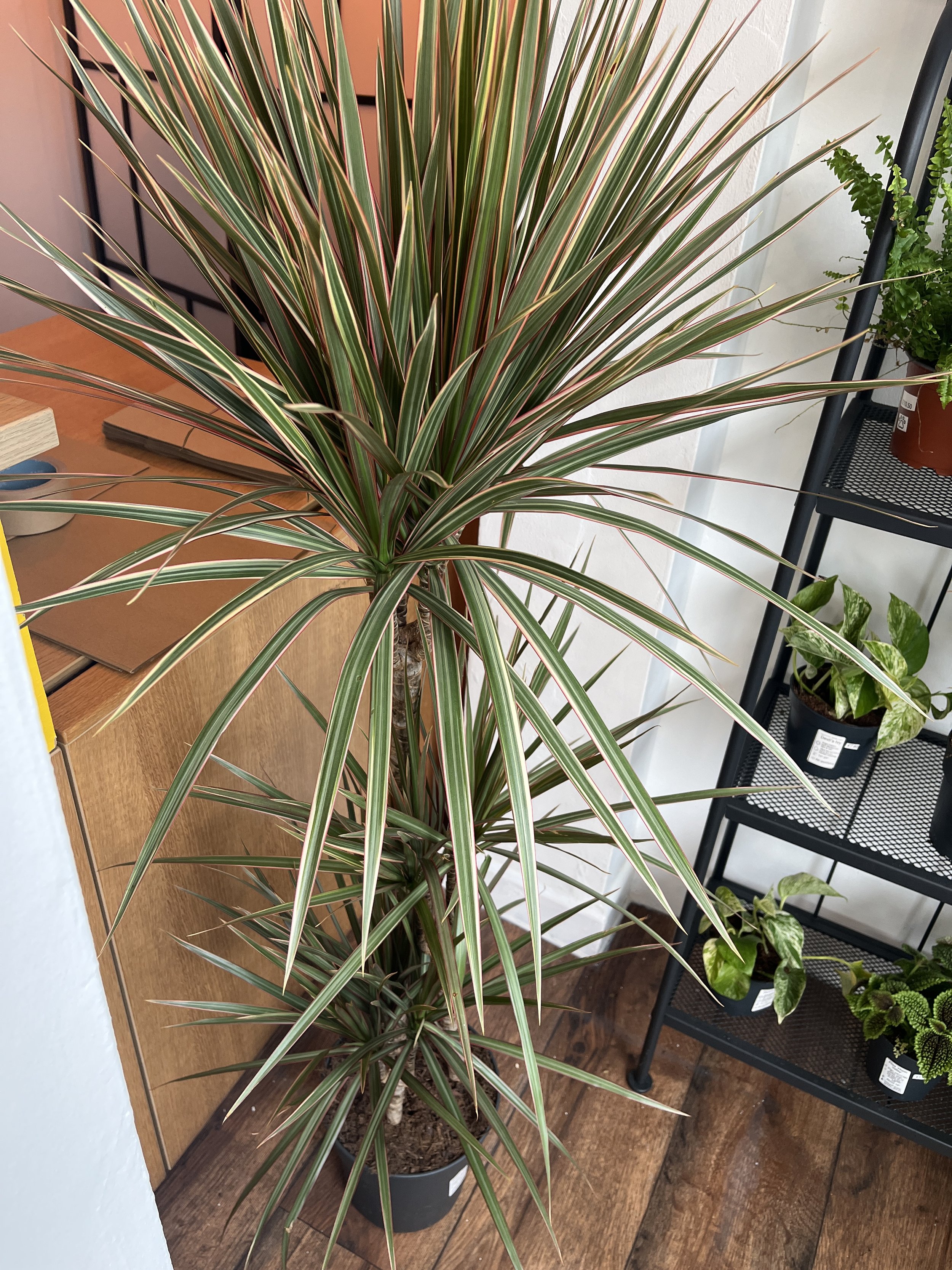 Dracaena Bicolor
