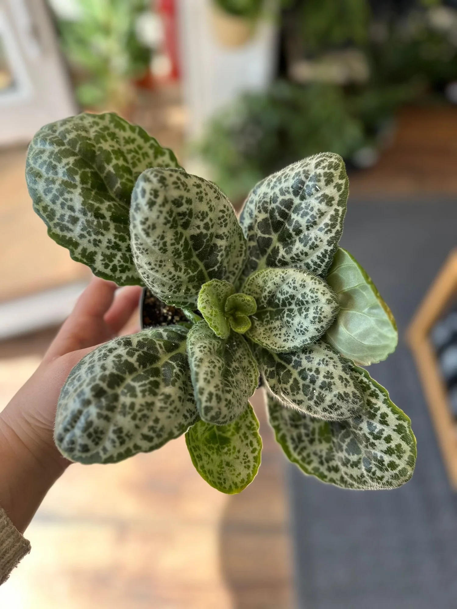 POWERS TO FLOWERS - STREPTOCARPUS SNOWLINA, pianta vera - powers to flowers - piante e fiori