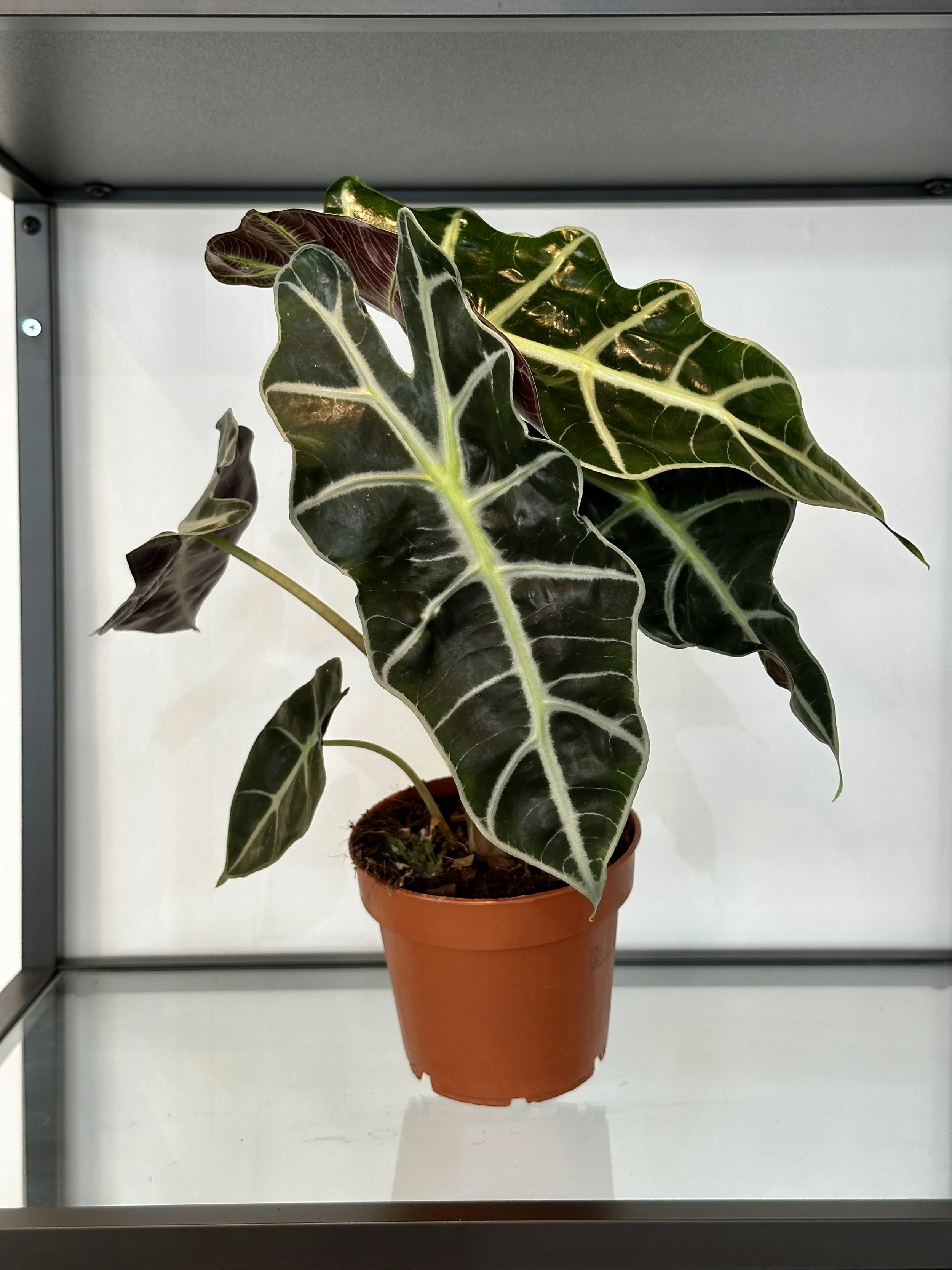 Alocasia Polly
