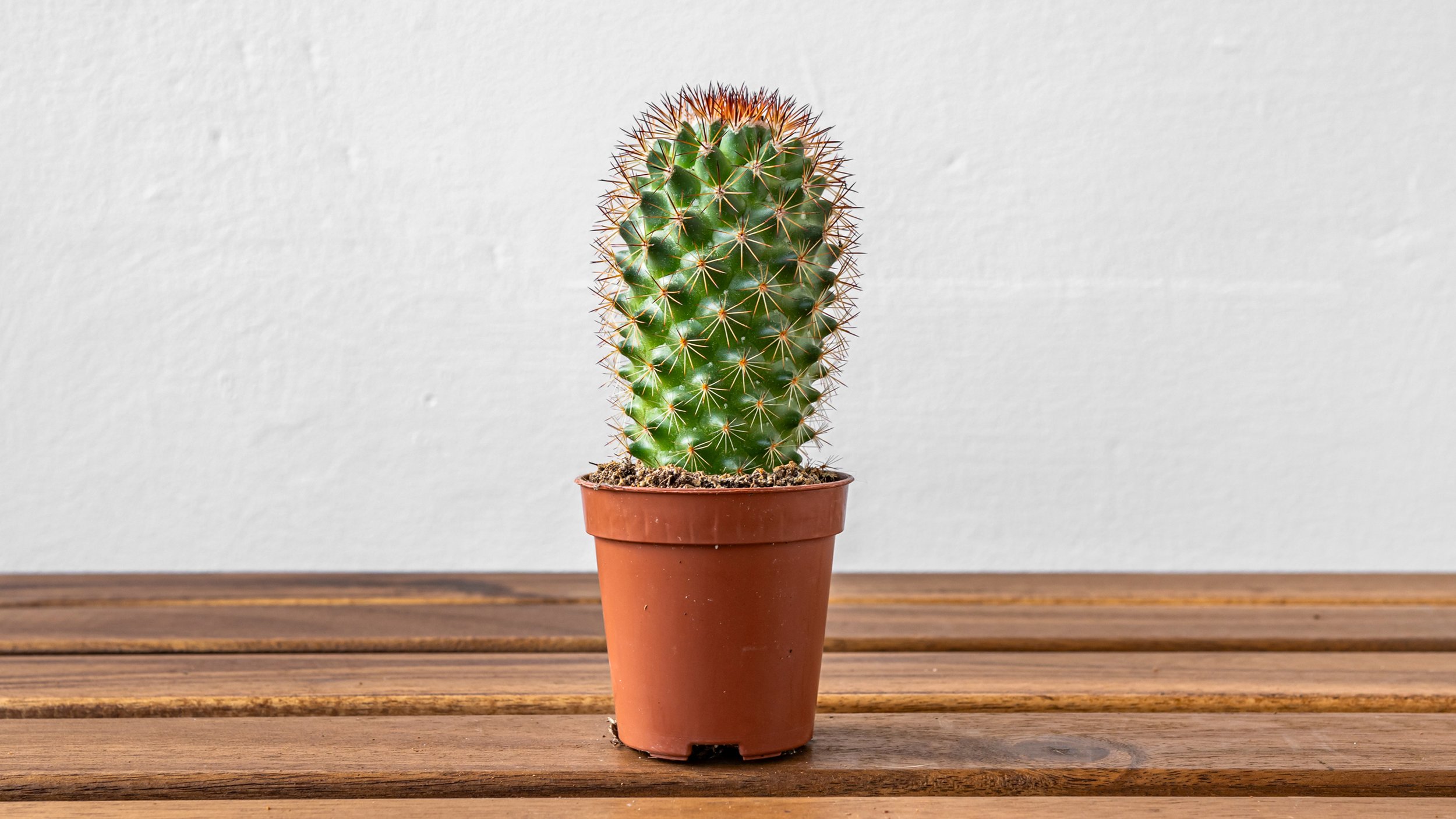 FiddleLeaf_SpinyPincushionCactus.jpg