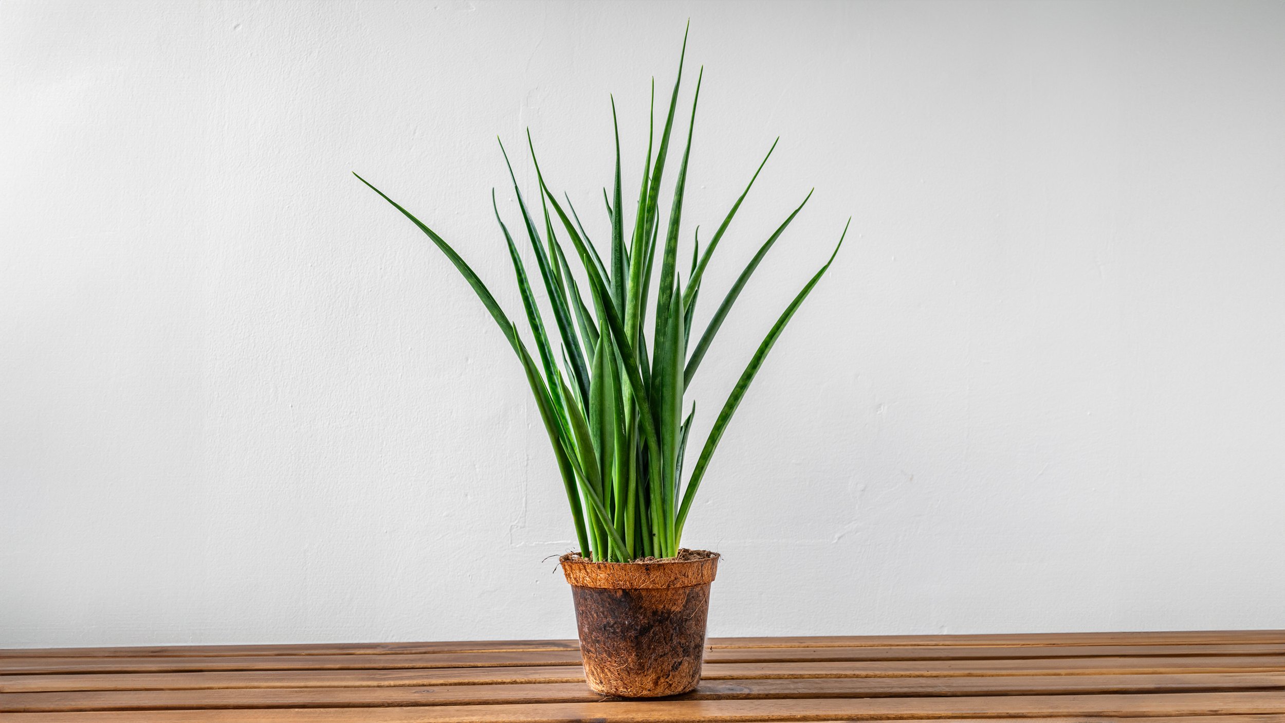 FiddleLeaf_Fernwood.jpg