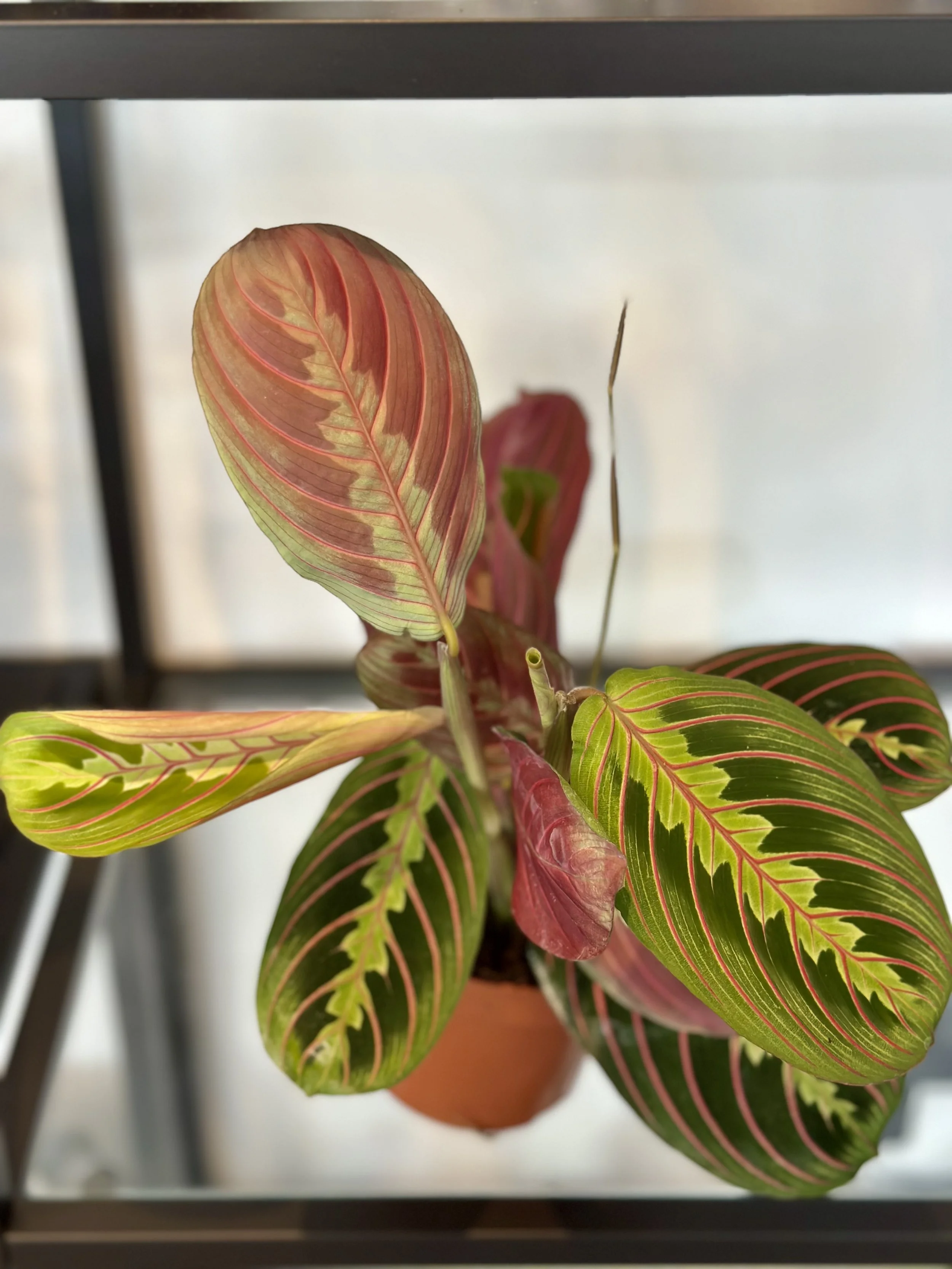Maranta 'Fascinator'
