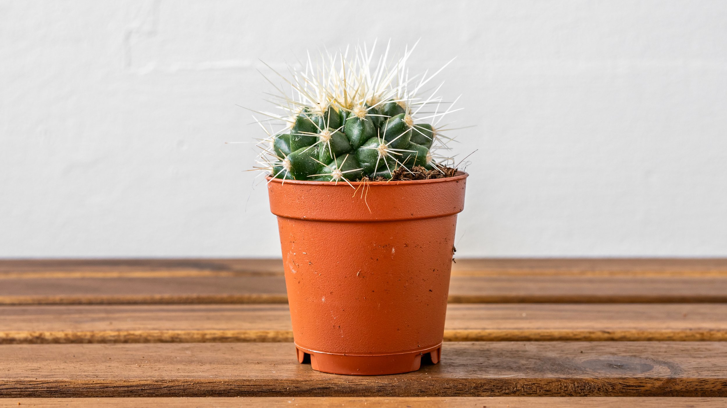 FiddleLeaf_MoonCactus.jpg