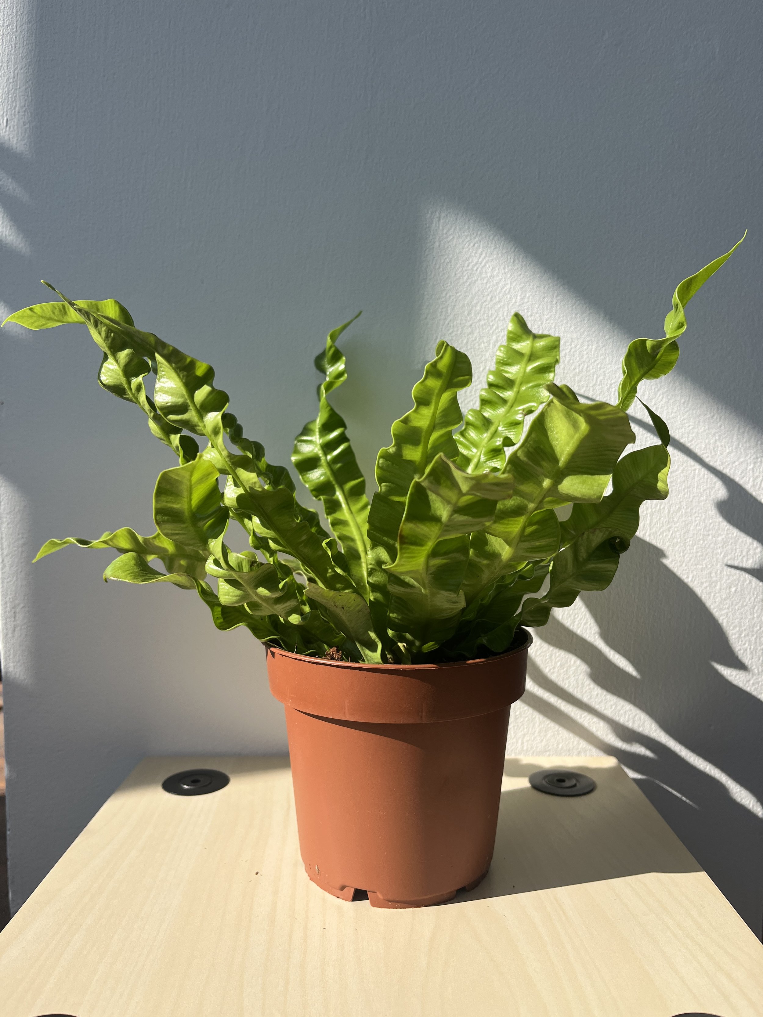 Crispy Wave Fern
