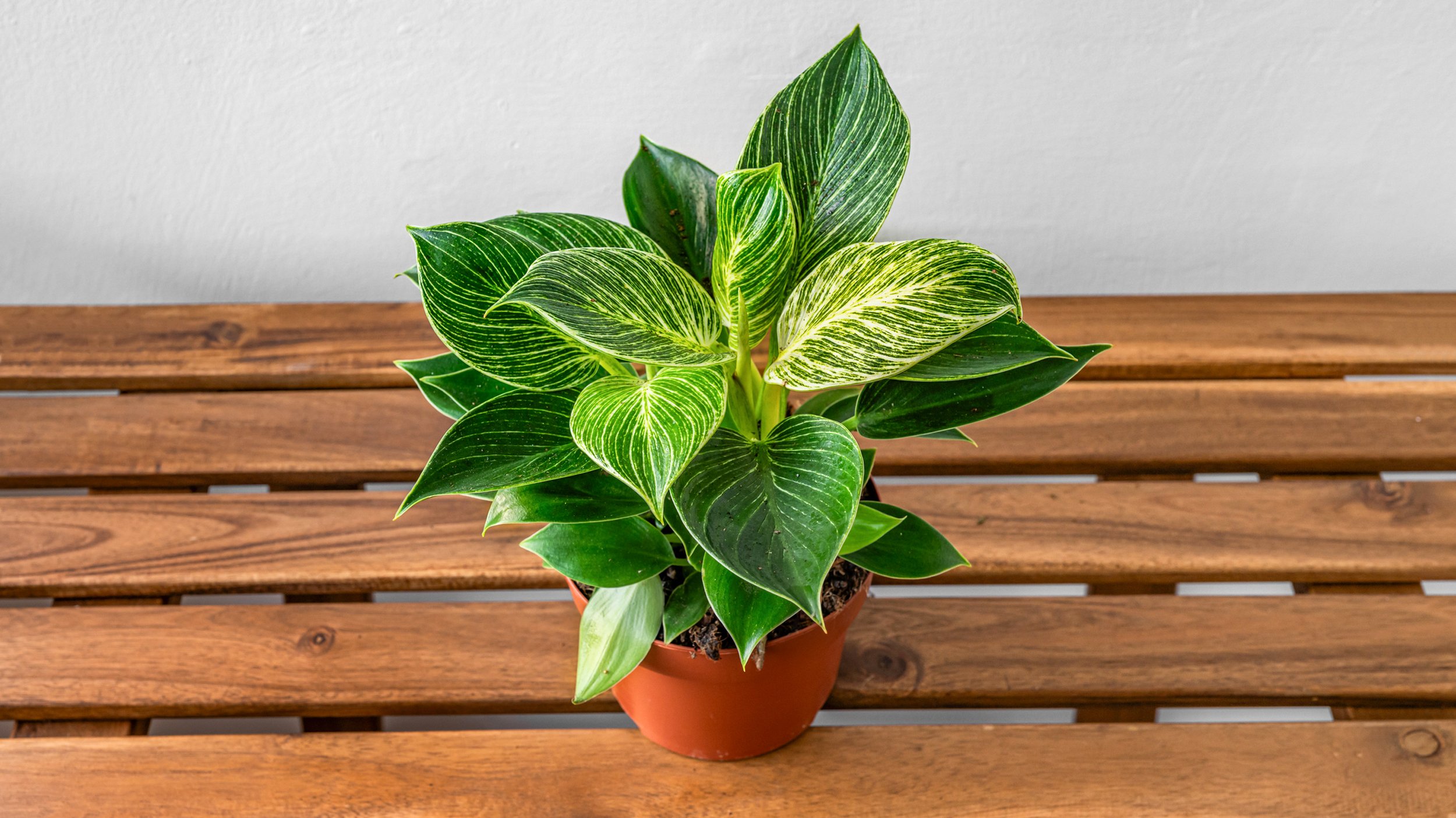 FiddleLeaf_Birkin (1).jpg