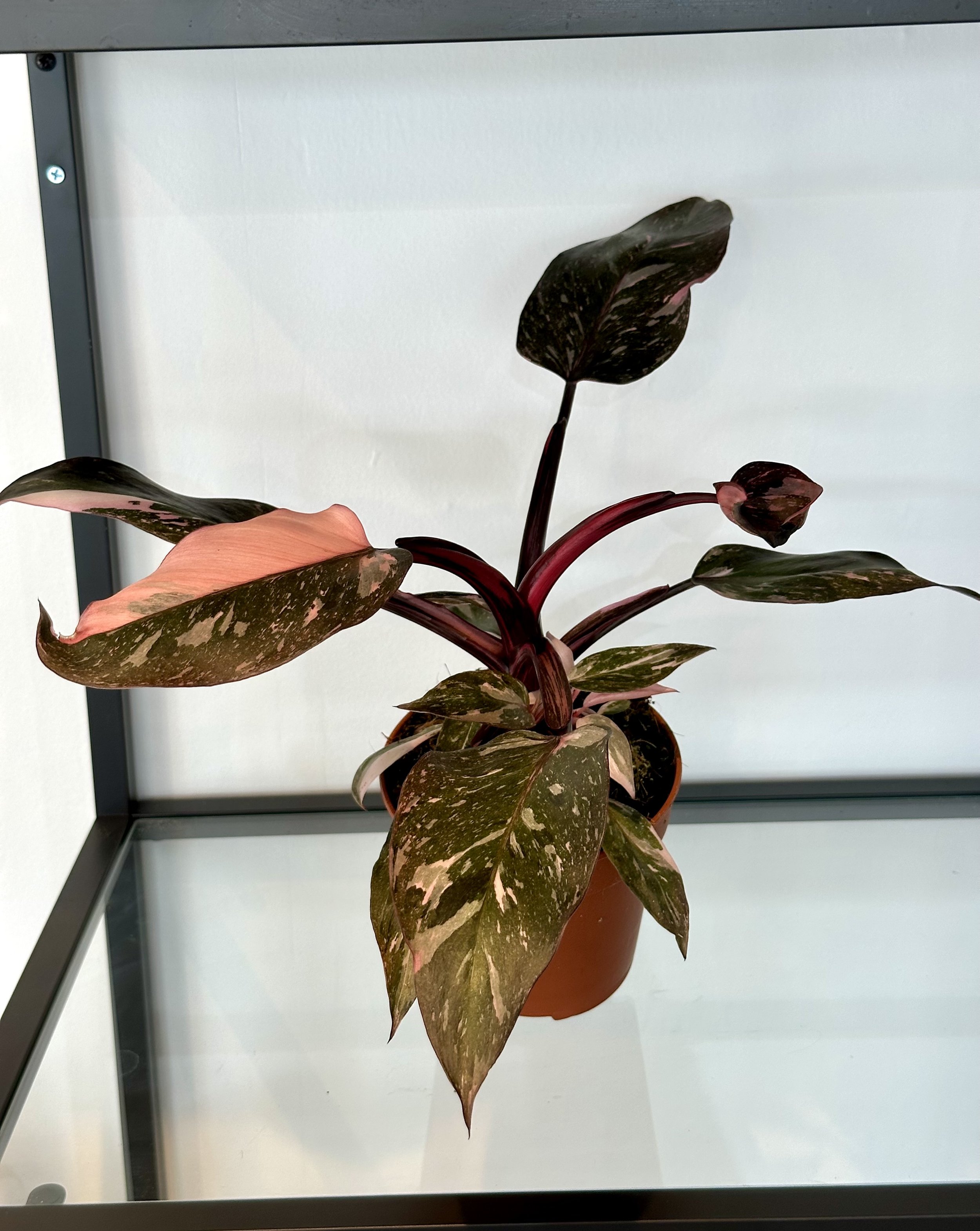 Philodendron Pink Princess