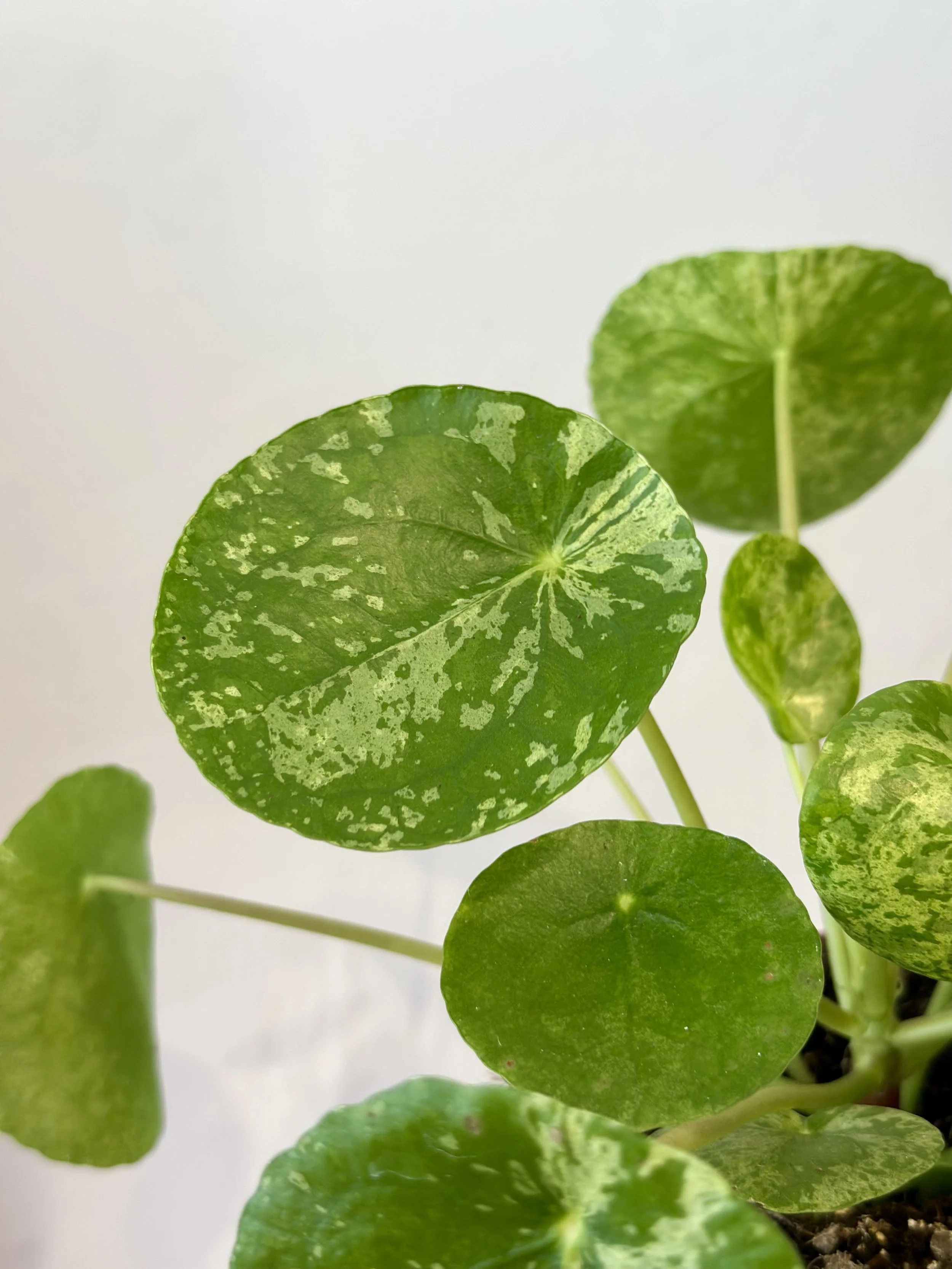 Pilea Mojito