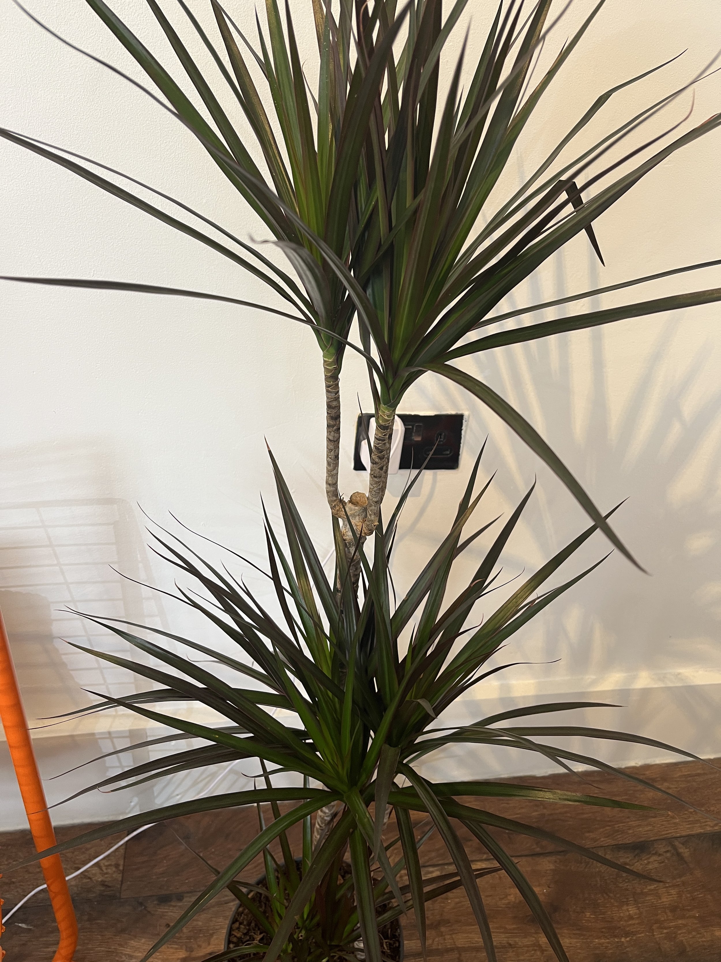 Dracaena Magenta