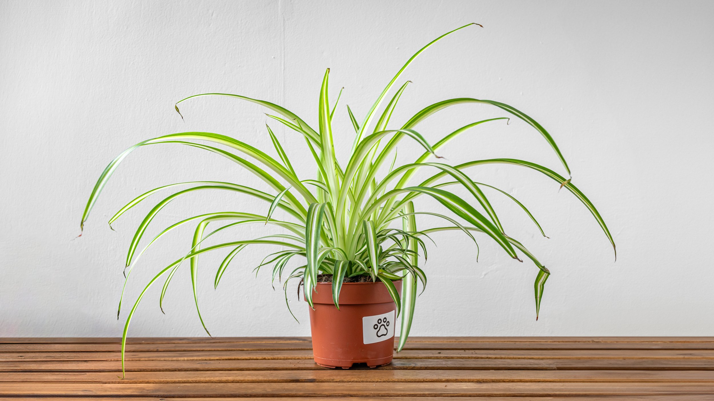 FiddleLeaf_SpiderPlant (1).jpg