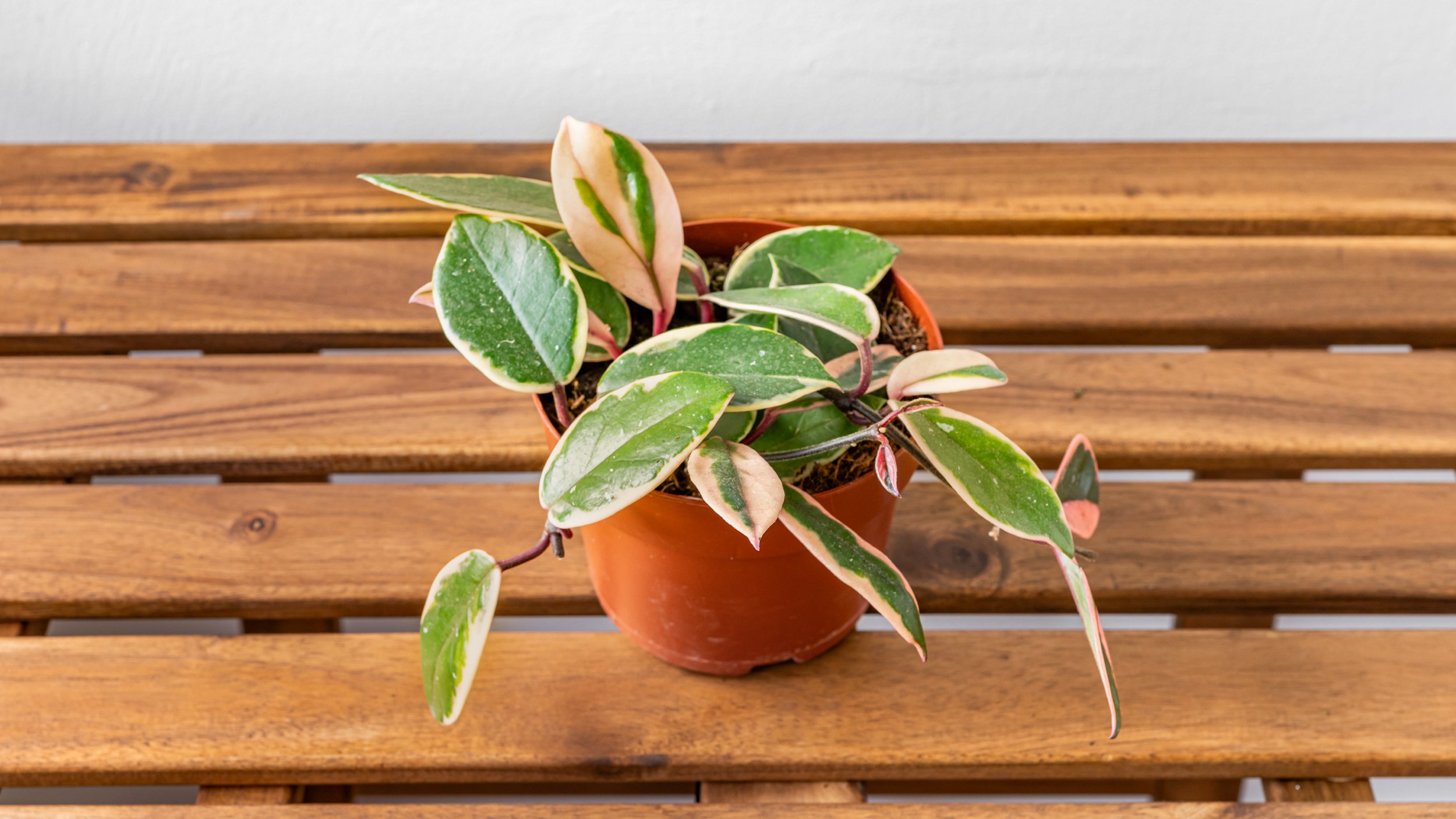 FiddleLeaf_PorcelainFlower.jpg