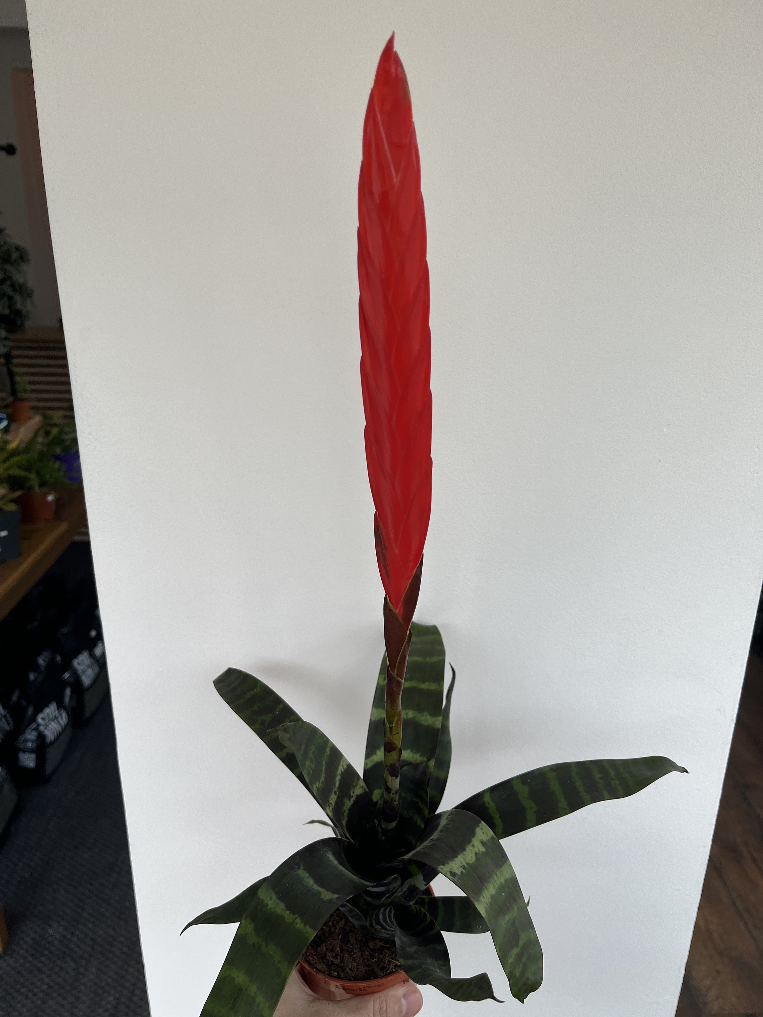 Vriesea