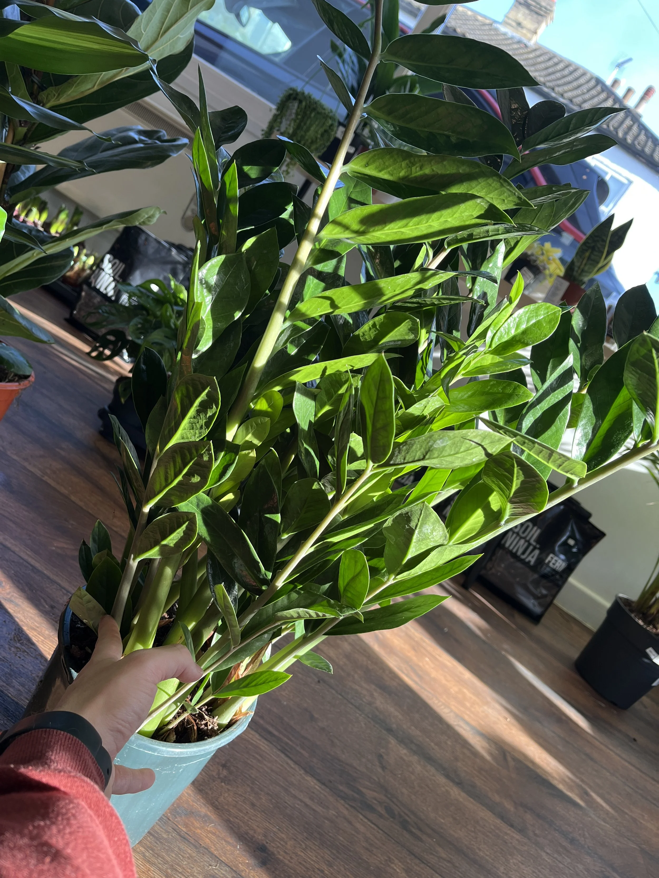 Zamioculcas - ZZ Plant