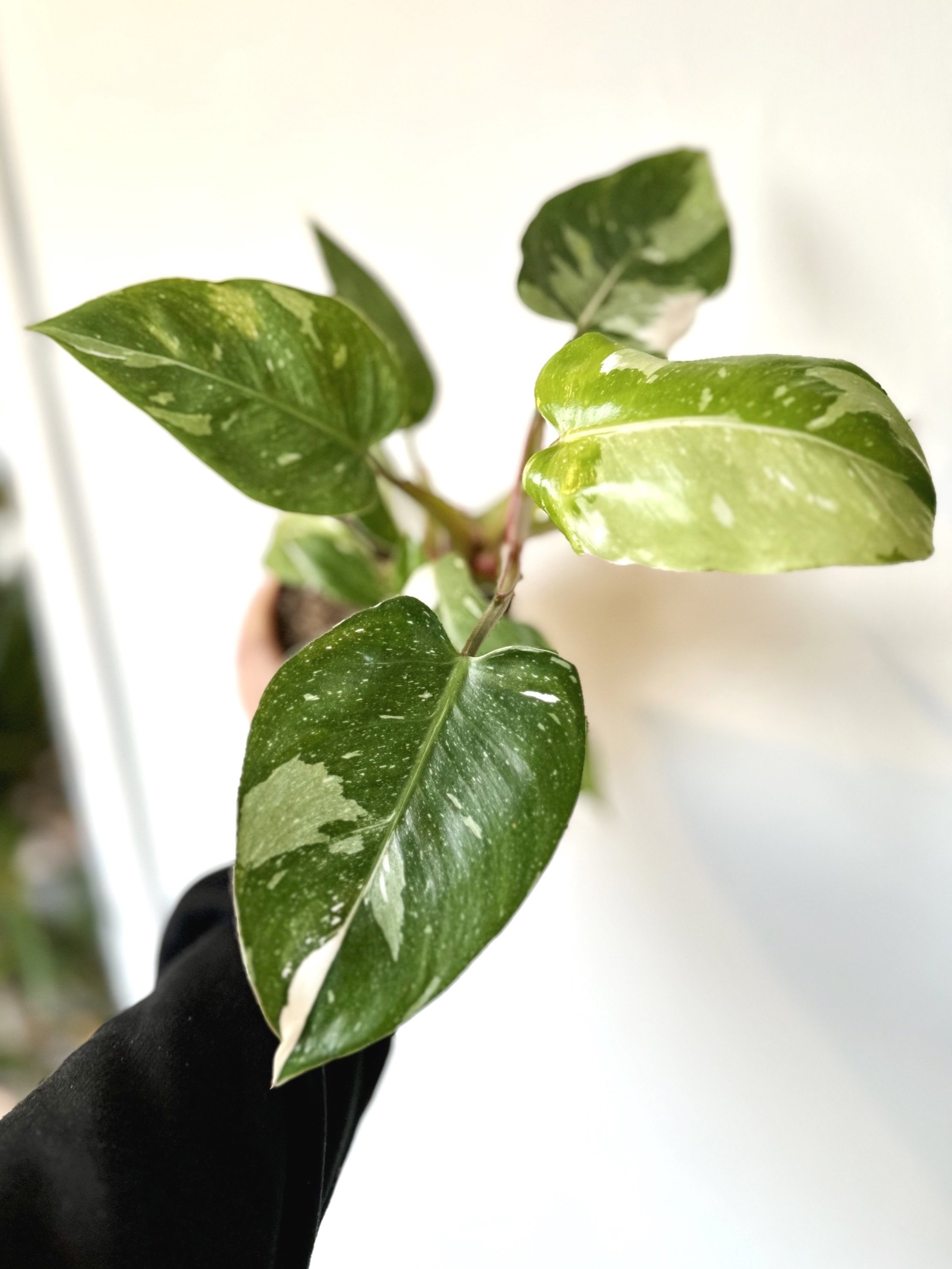 Philodendron White Princess