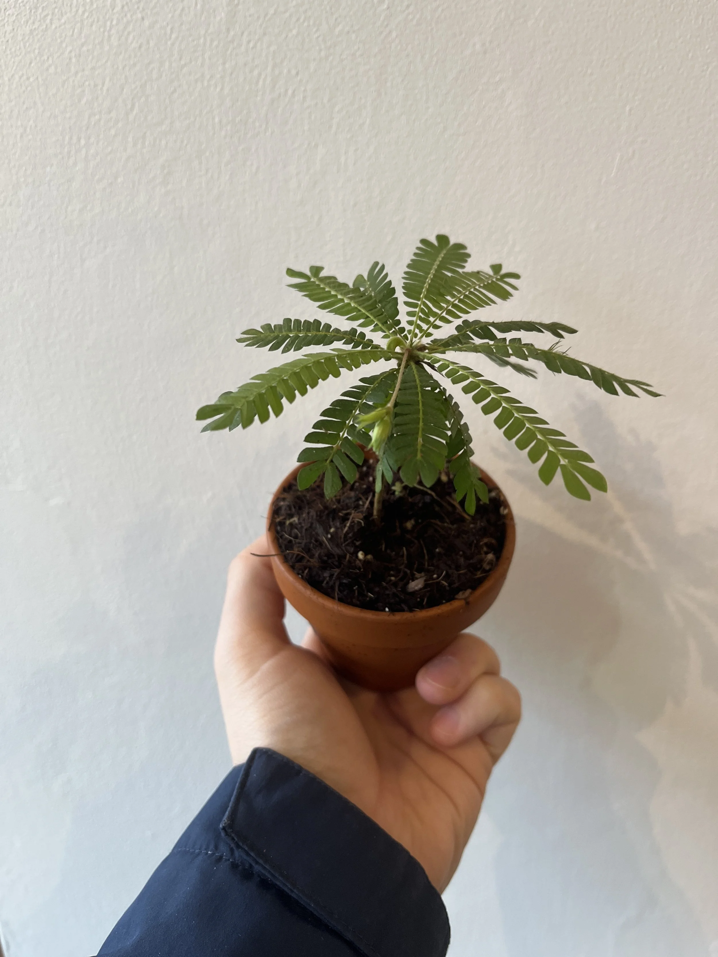 Biophytum Sensitivum