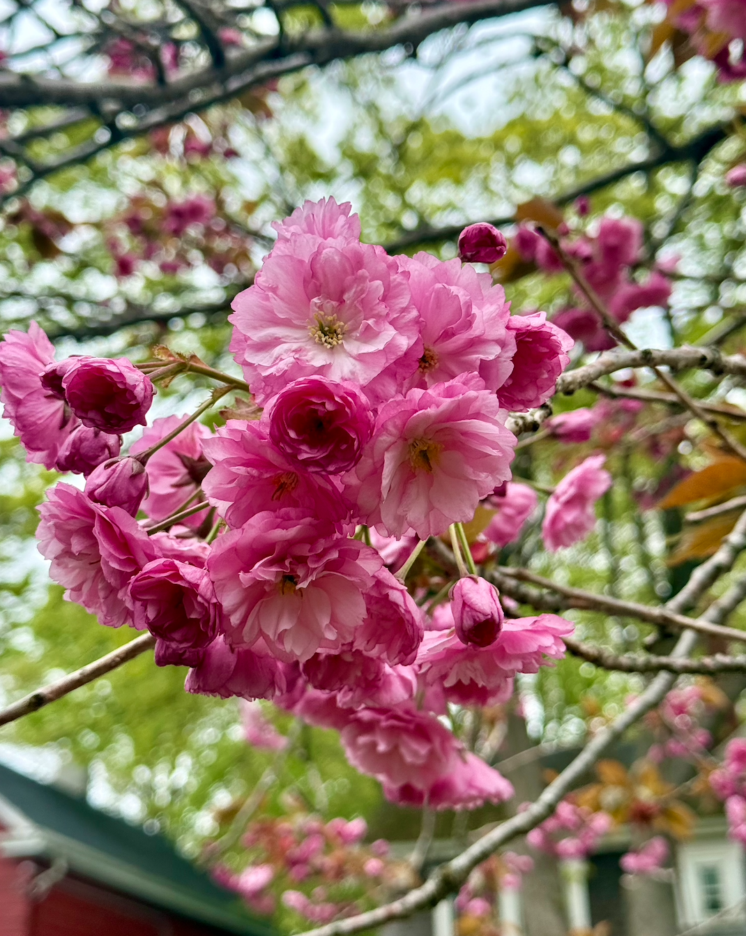 What in your life is being called to bloom fully &amp; Forward?