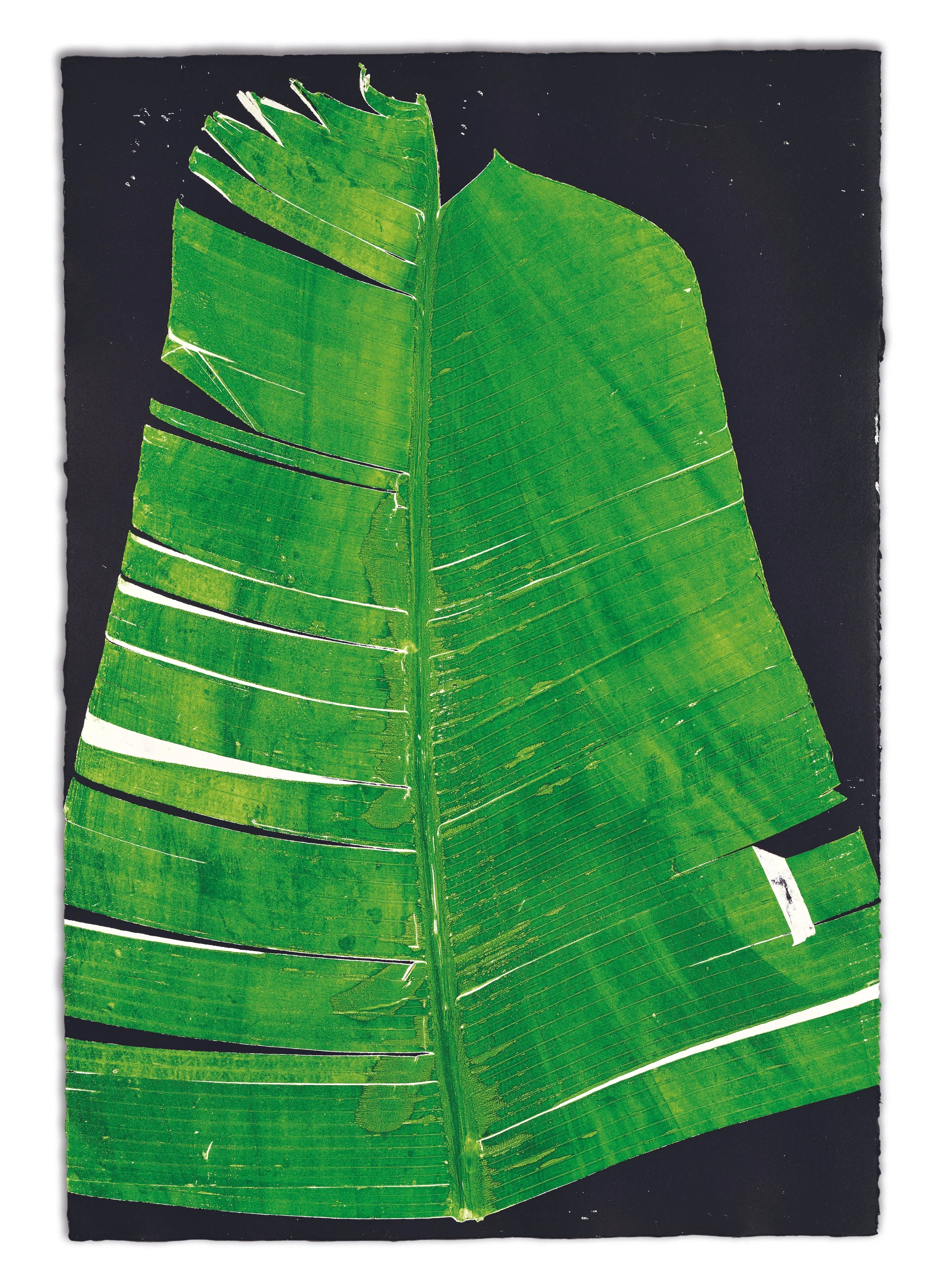 Luiz Zerbini | "Minhas Impressões", 2016