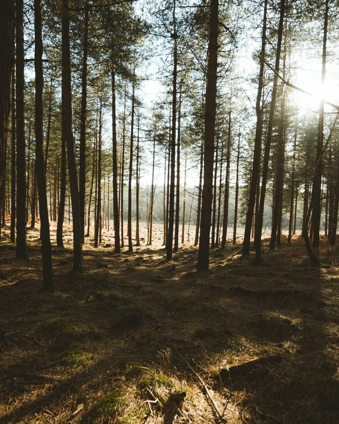 Itchen Valley Studio Holiday Accommodation Hampshire New Forest