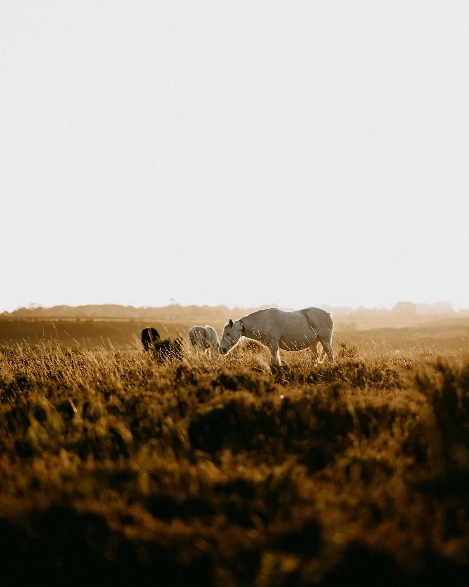 Itchen Valley Studio Holiday Accommodation Hampshire New Forest