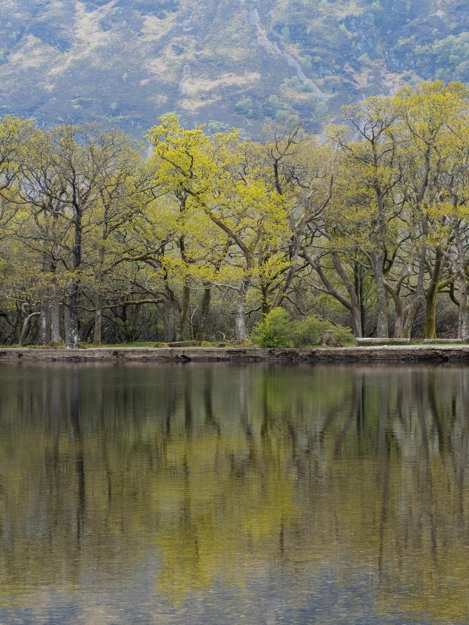A lakeside scene with trees having yellow-green leaves and mountain in the background, reflections visible in the water.