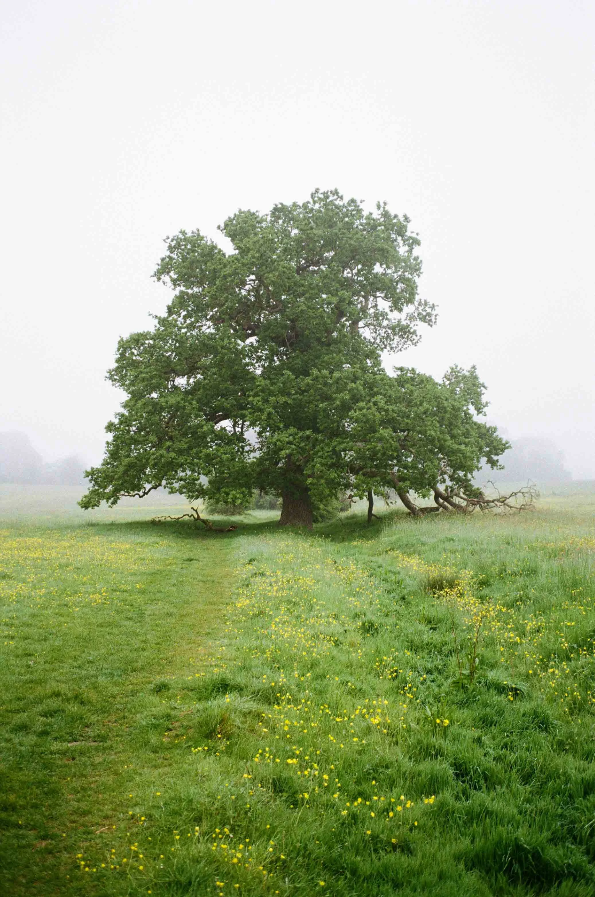 kodak-gold-200-fog-tree.jpg
