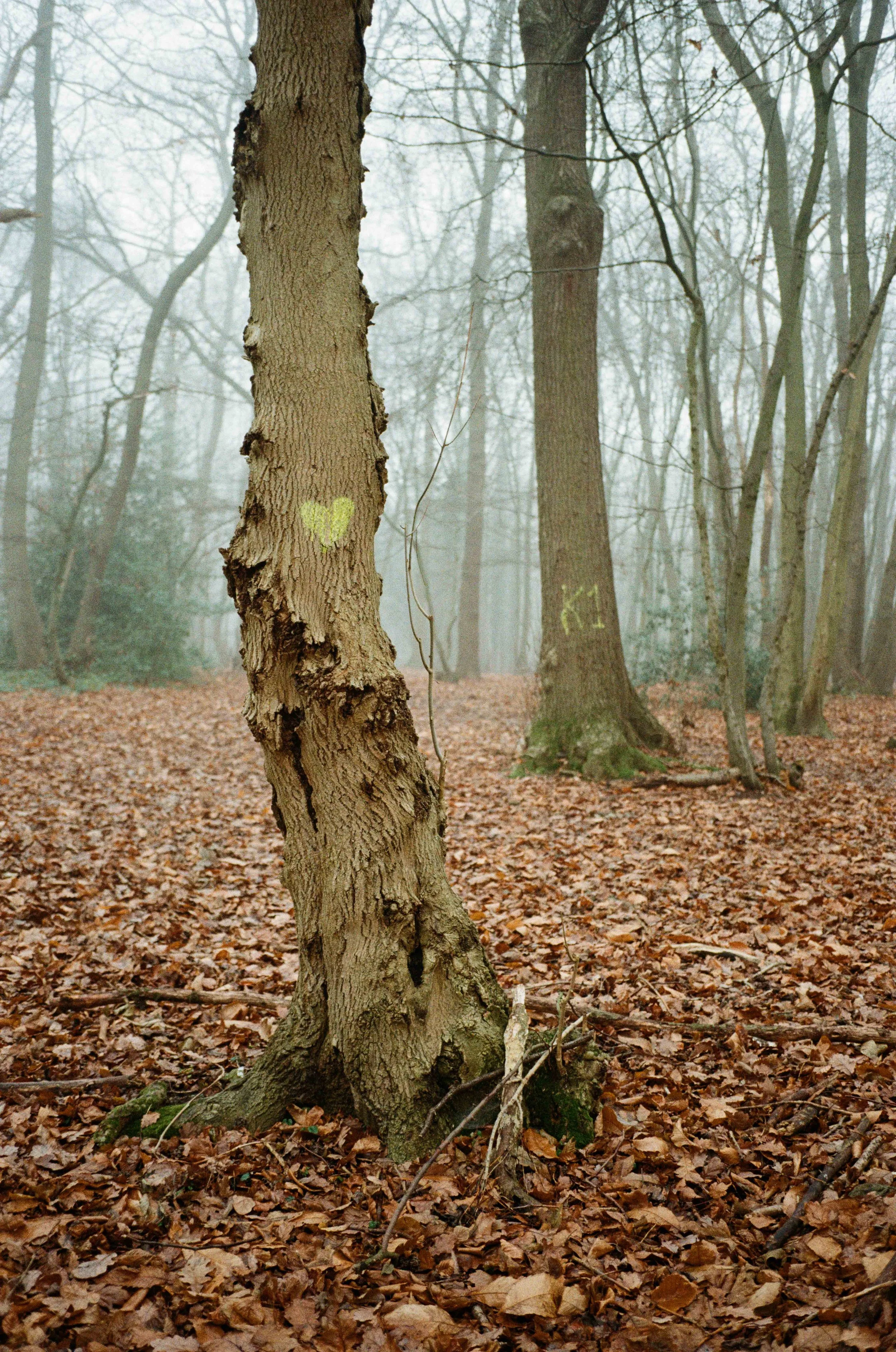 kodak-gold-200-fog-tree-tripod.jpg