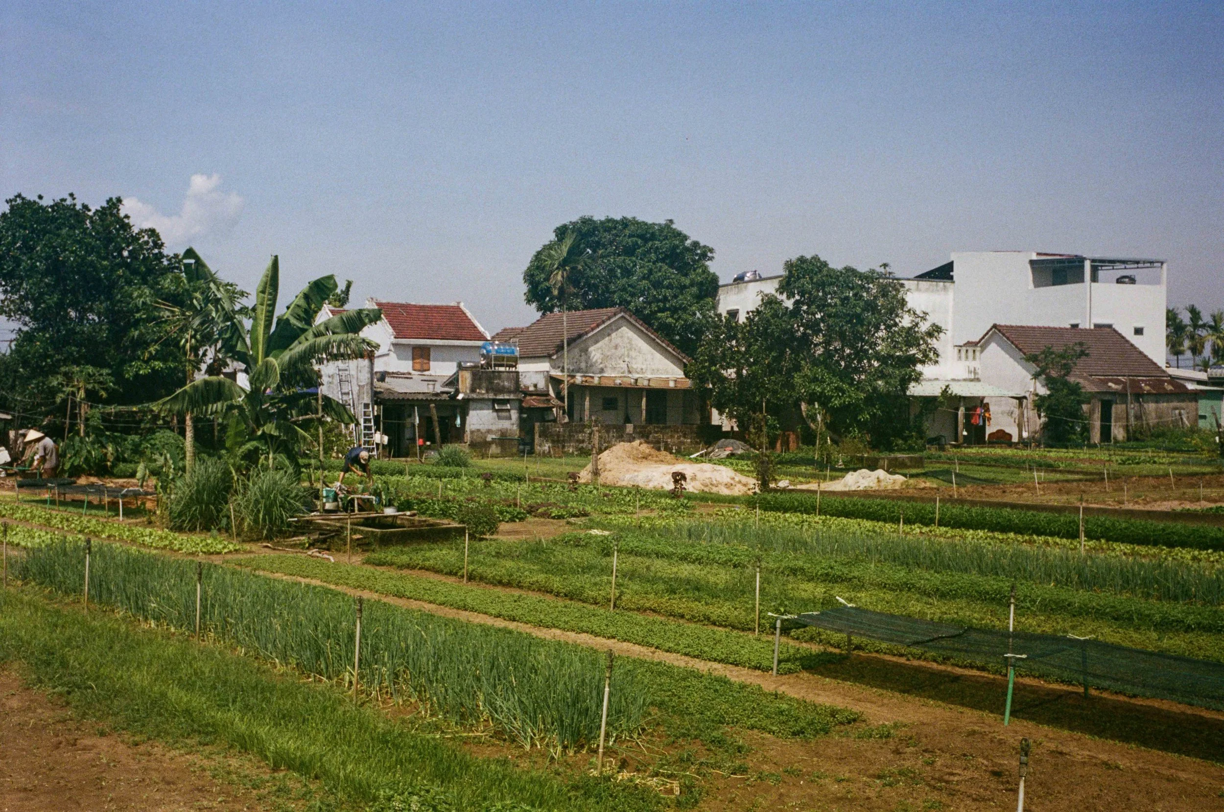 vietfilm-8.jpg