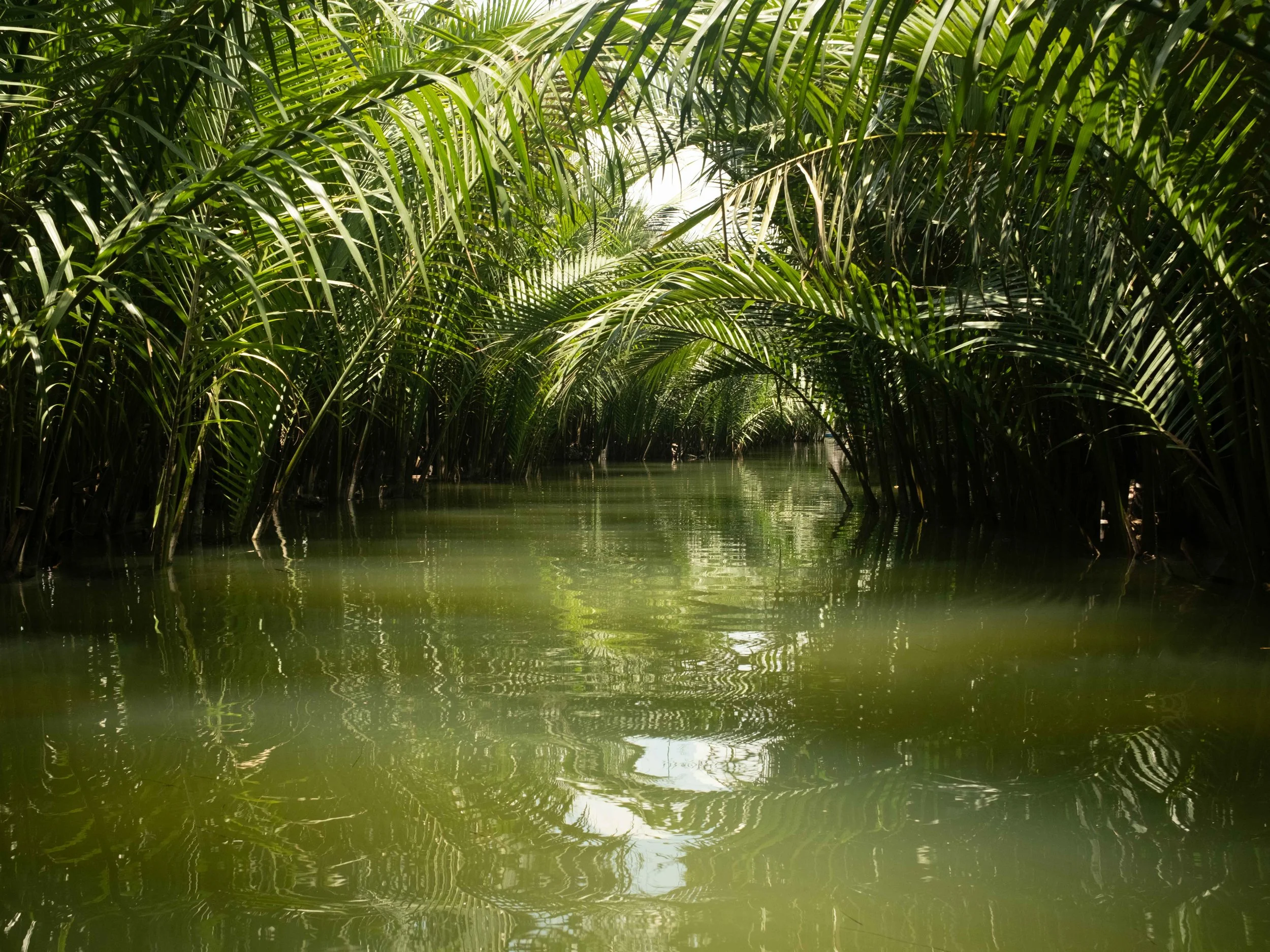 water-coconut-vietnam.jpg