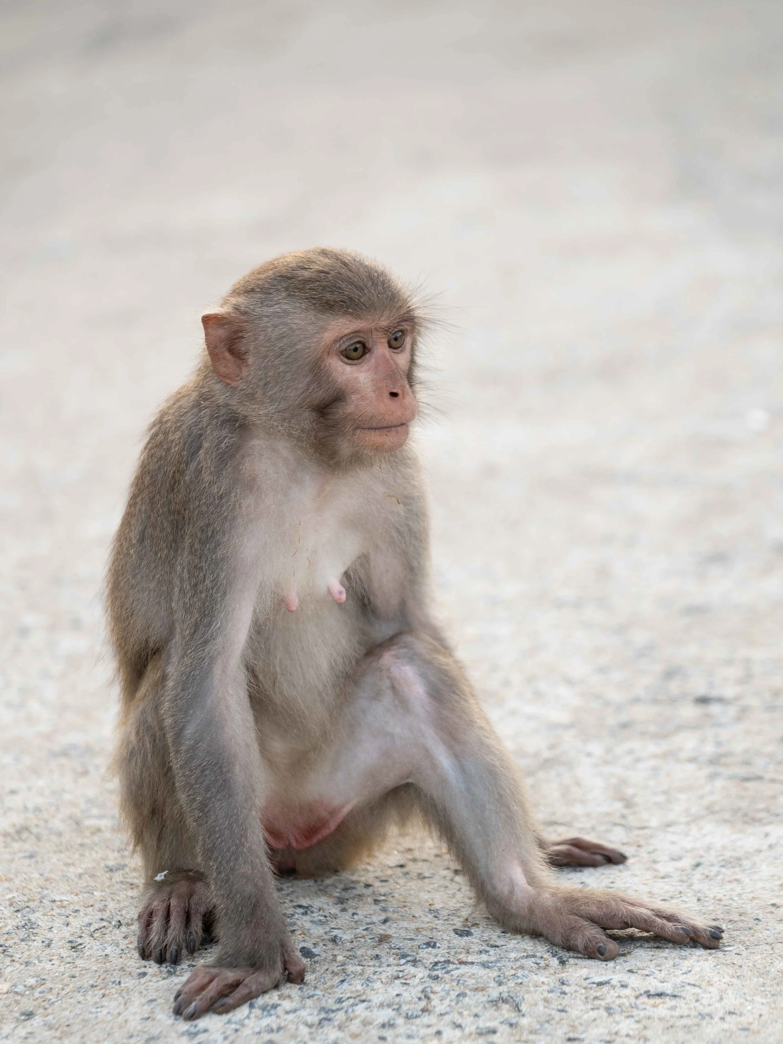 monkey-mountain-danag-vietnam.jpg