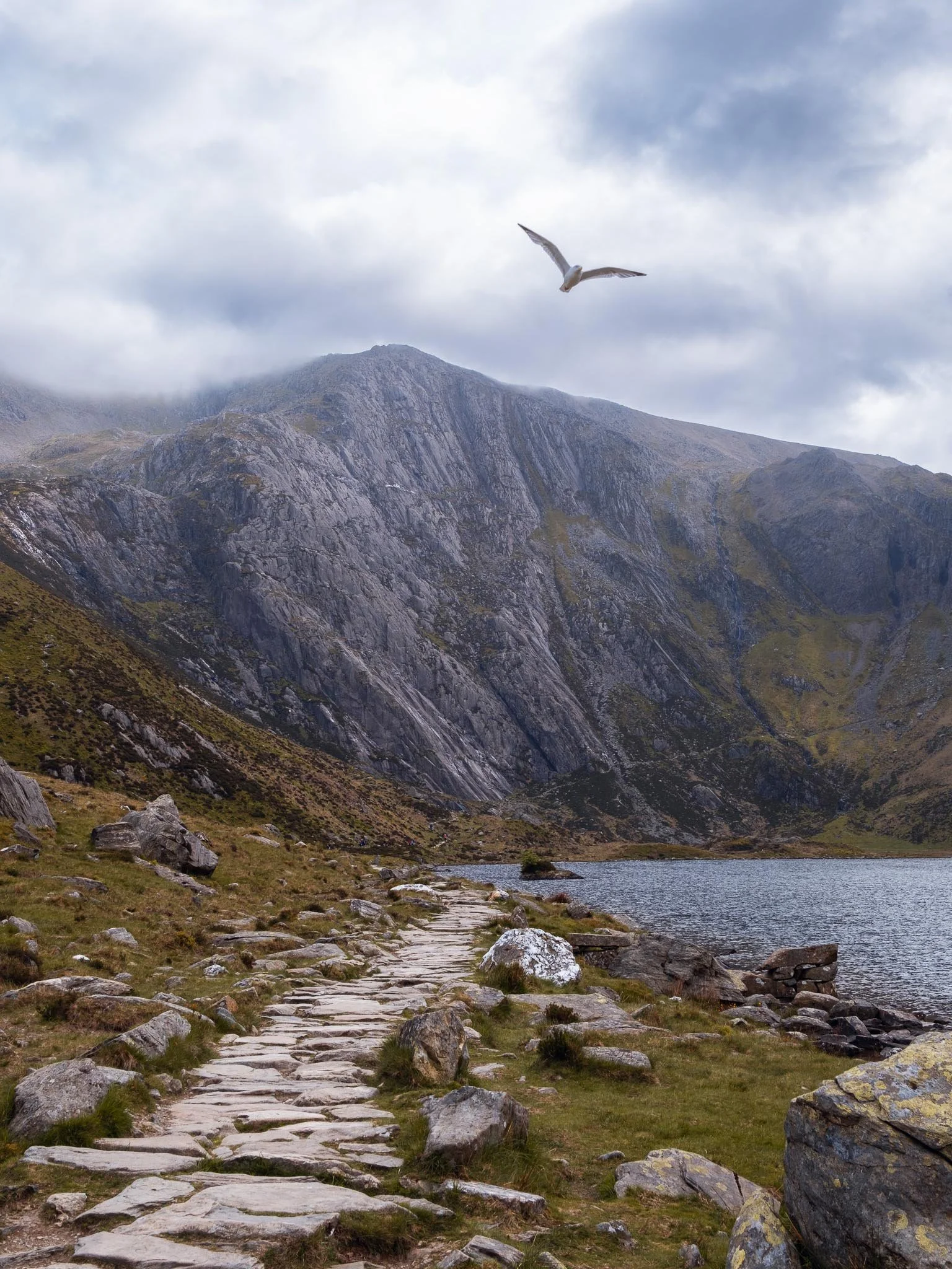 A rocky path runs alongside a lake with mountains in the background, and a seagull flying in the cloudy sky.