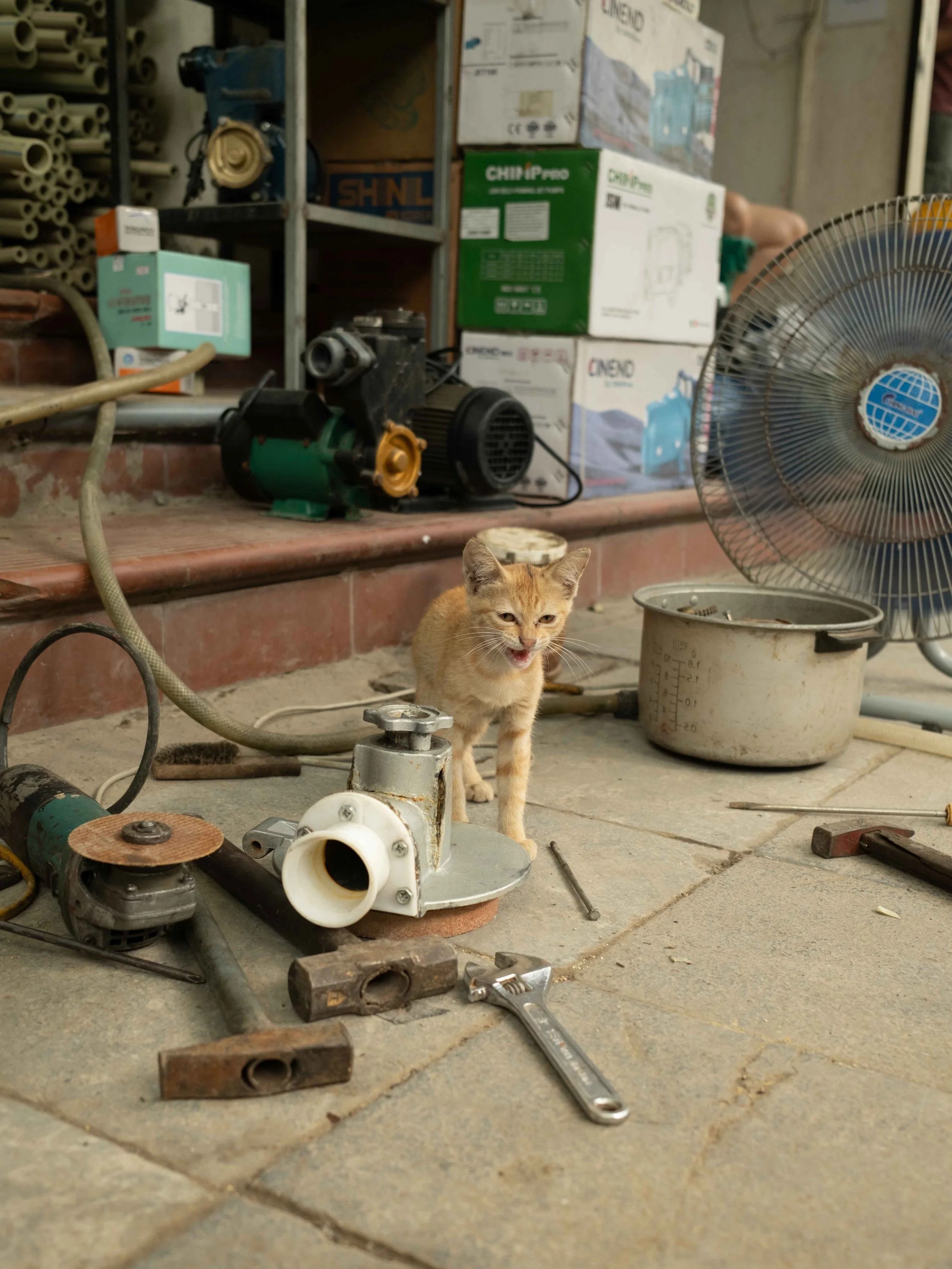 cat-hanoi.jpg